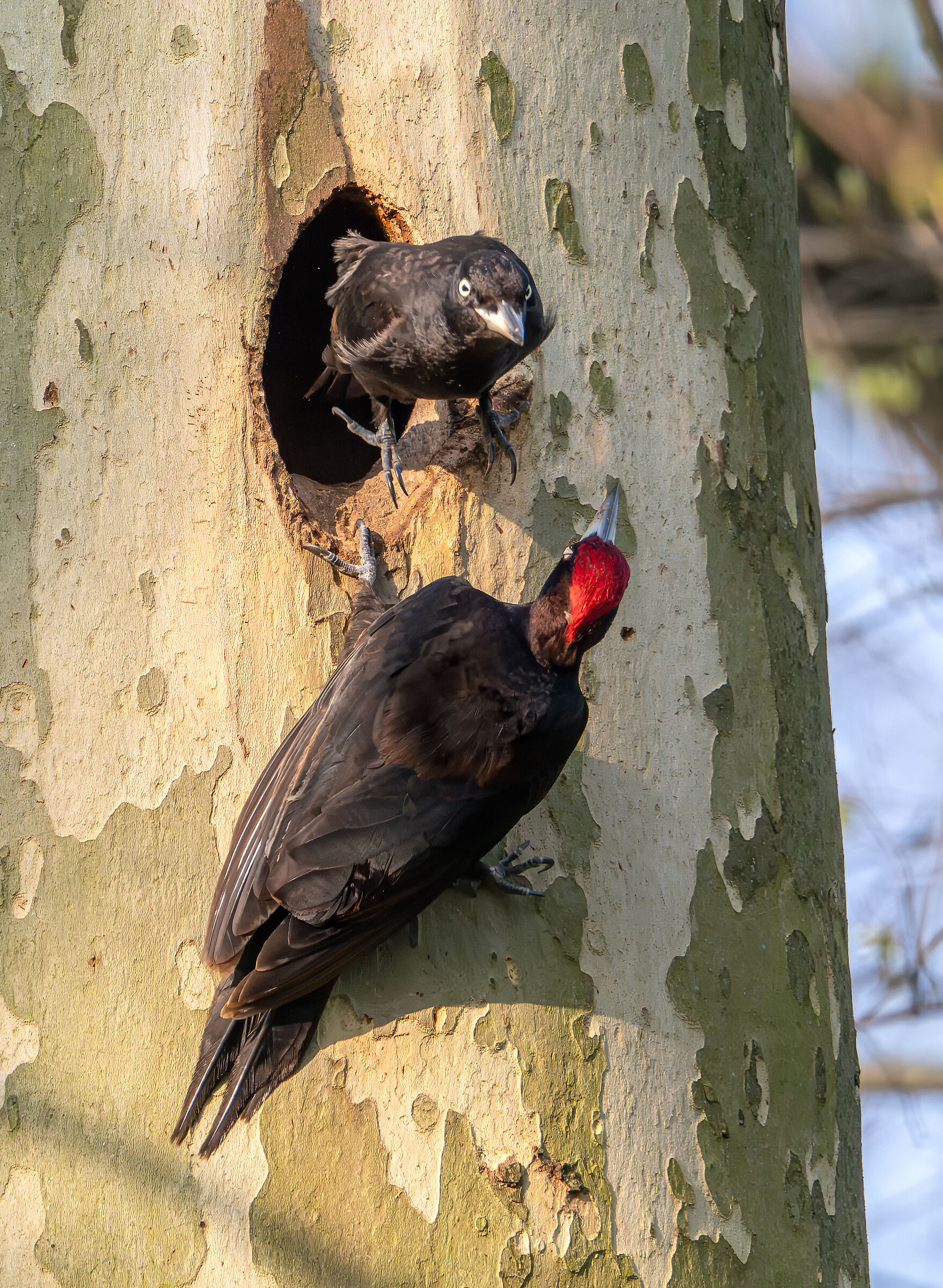 Black woodpecker