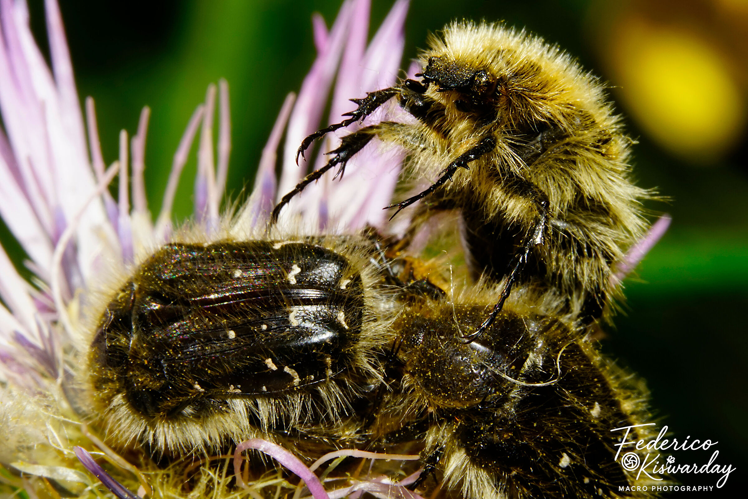 Clash of the Titans (Mini Version)