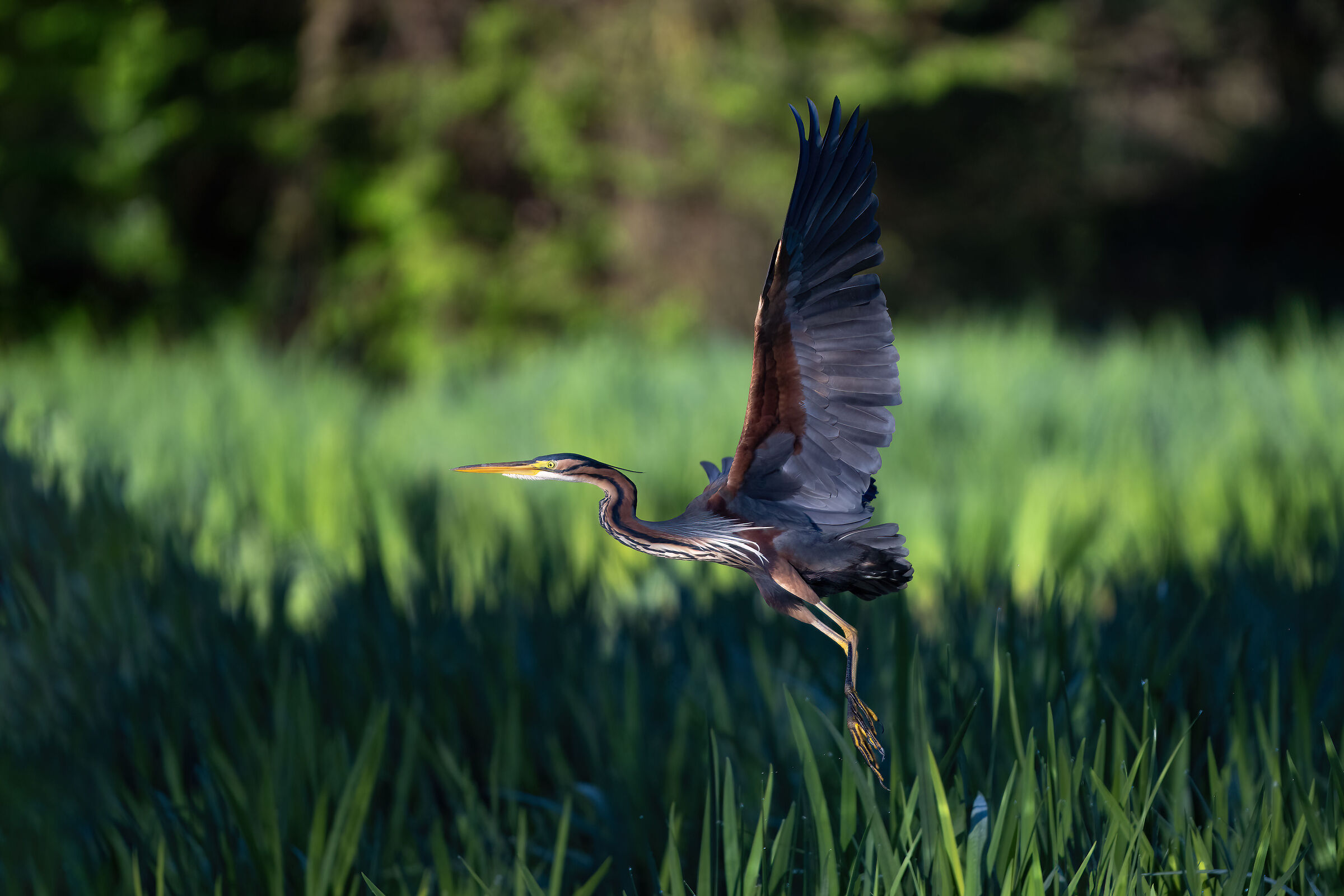 Purple heron