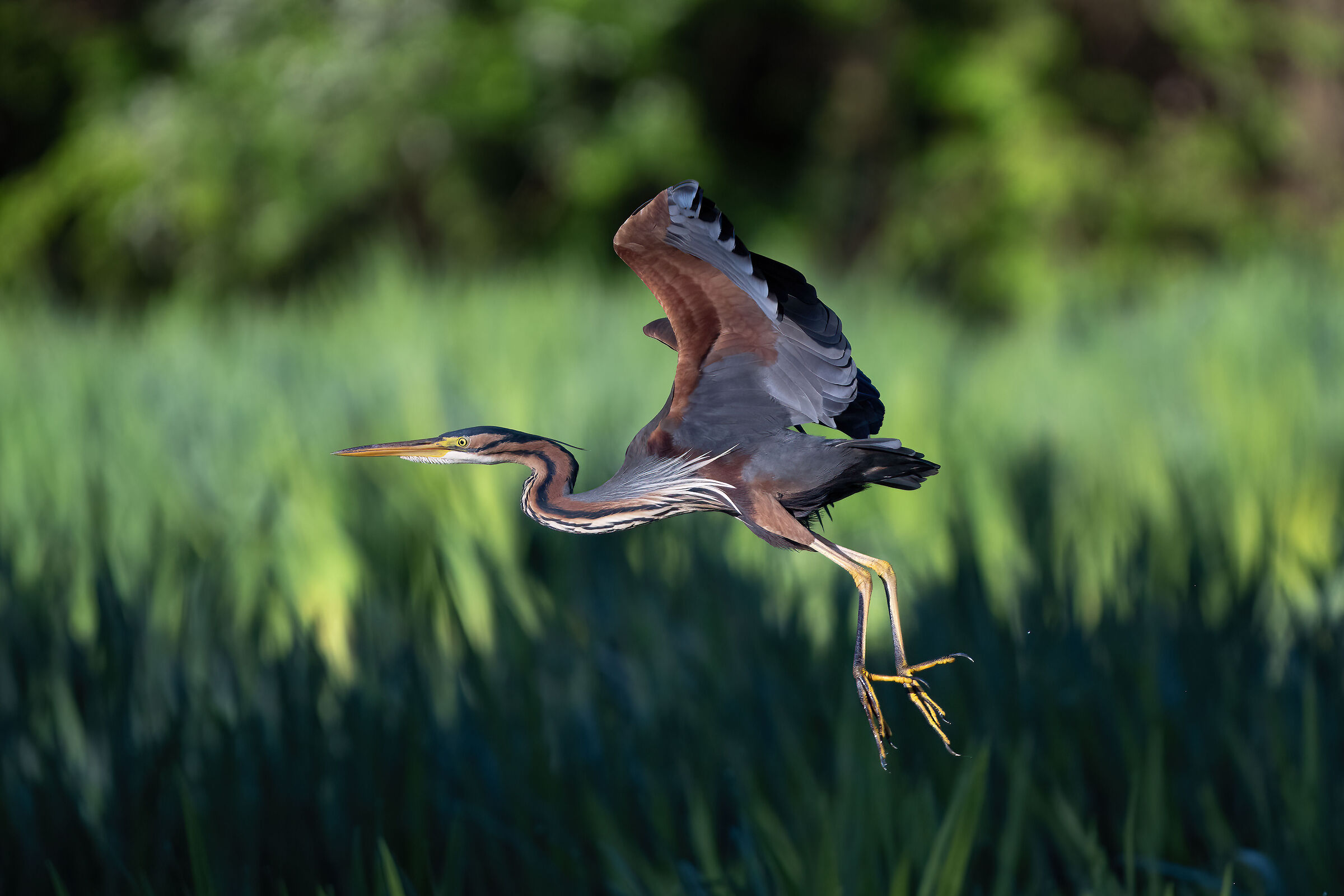 Purple heron