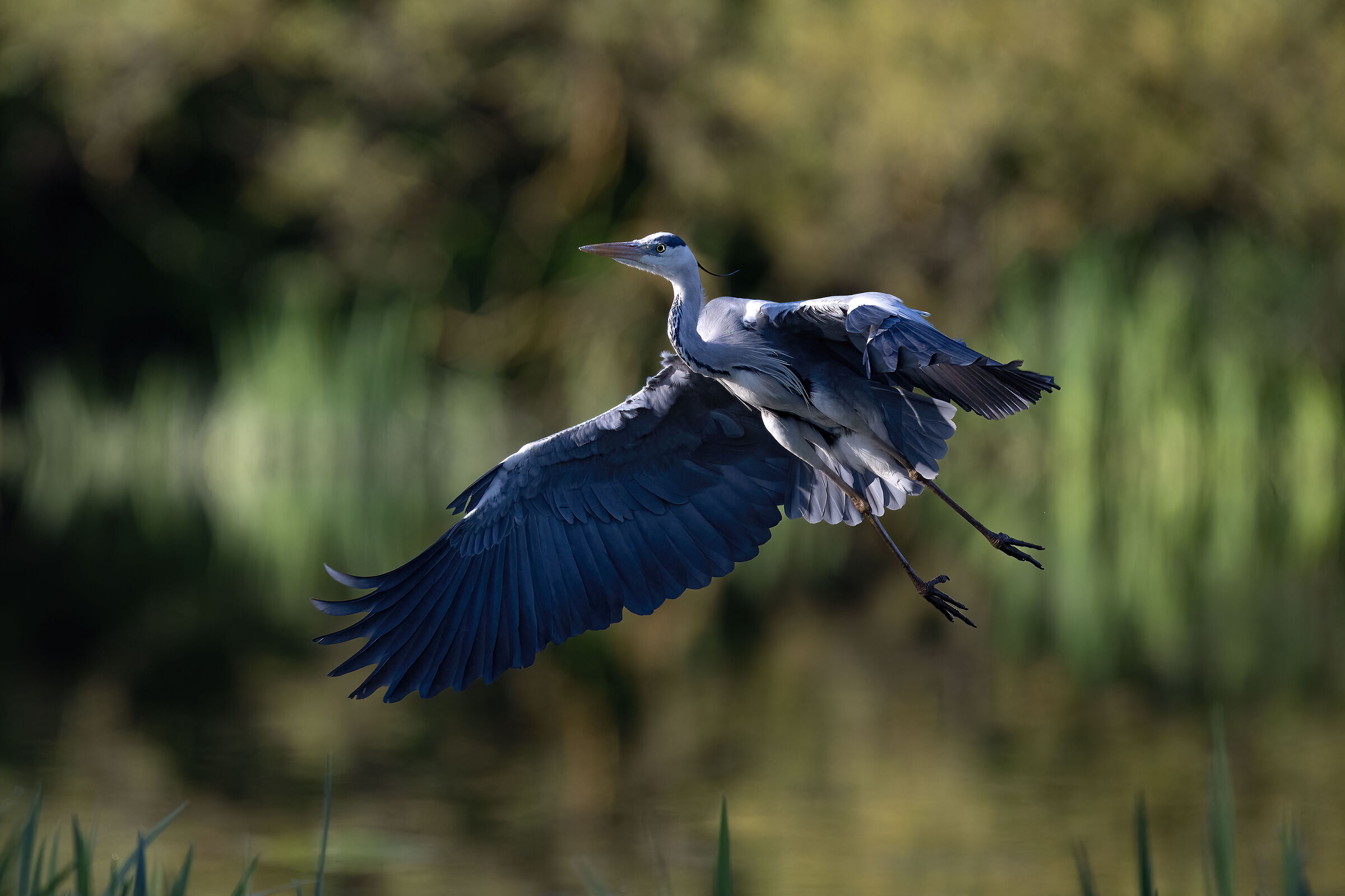 Grey heron