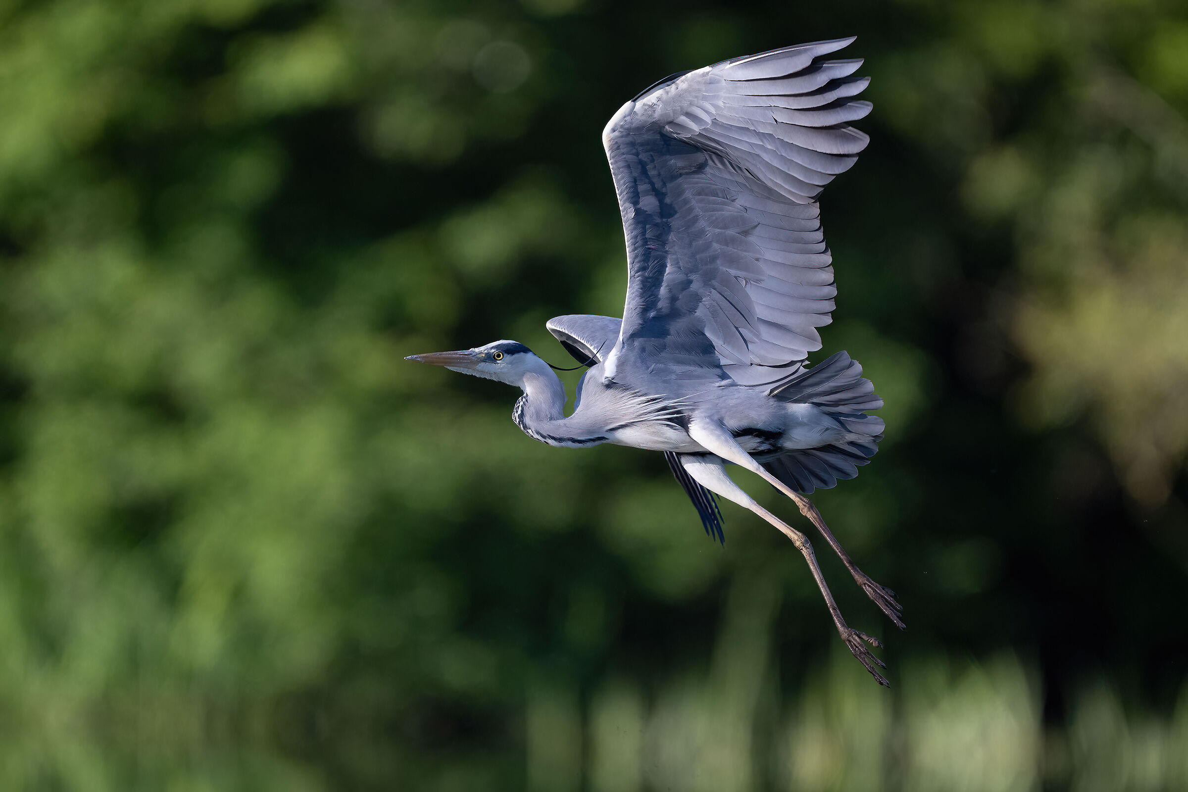 Grey heron