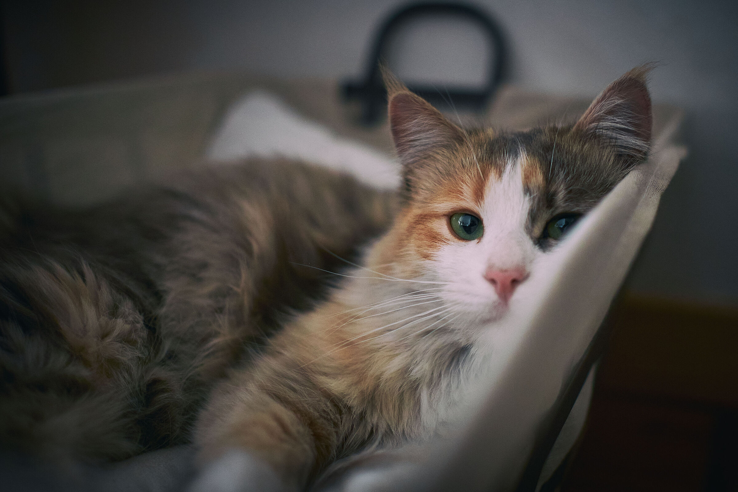 Cleo