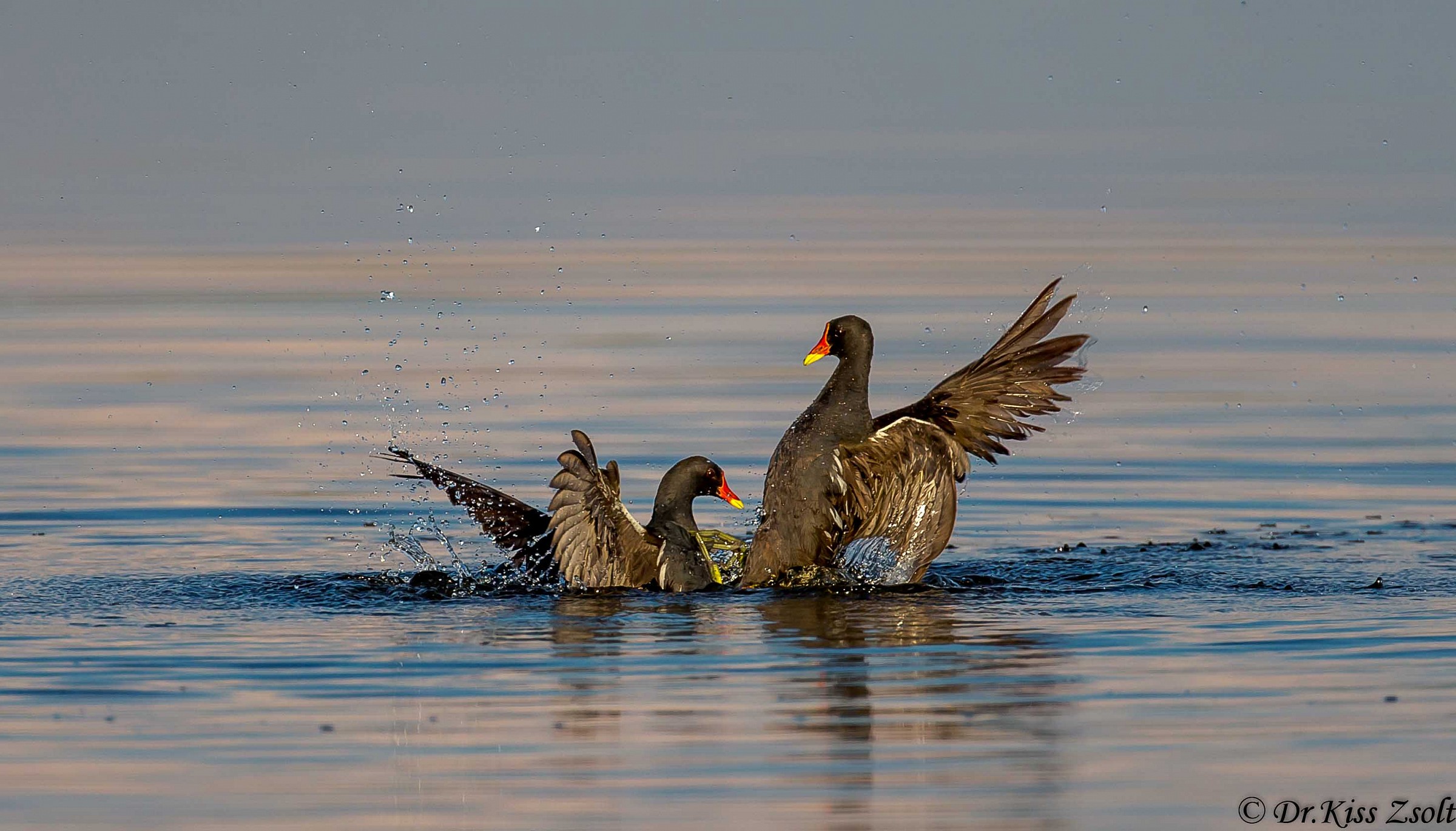 Combattere gallinelle d'acqua