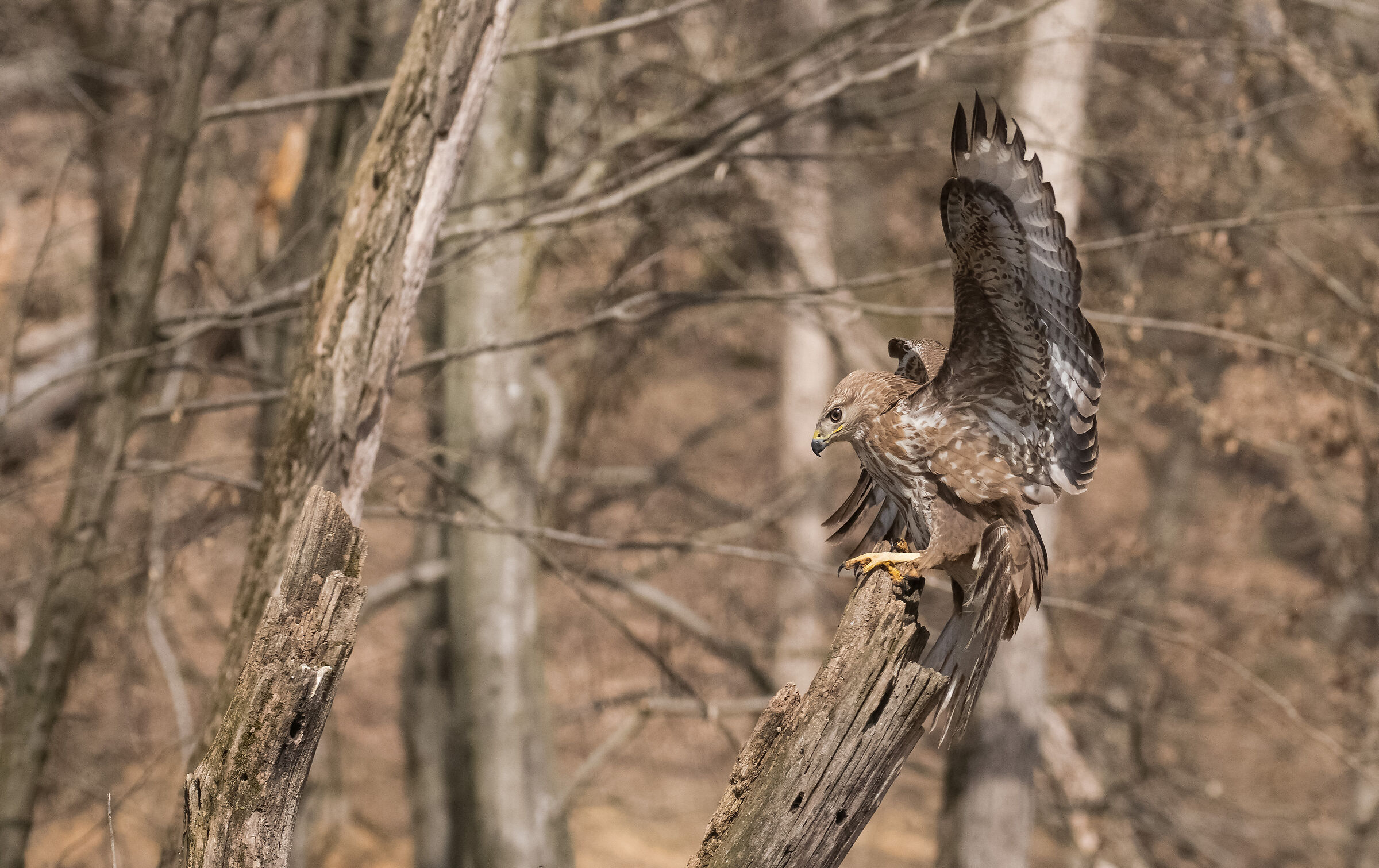 buzzard