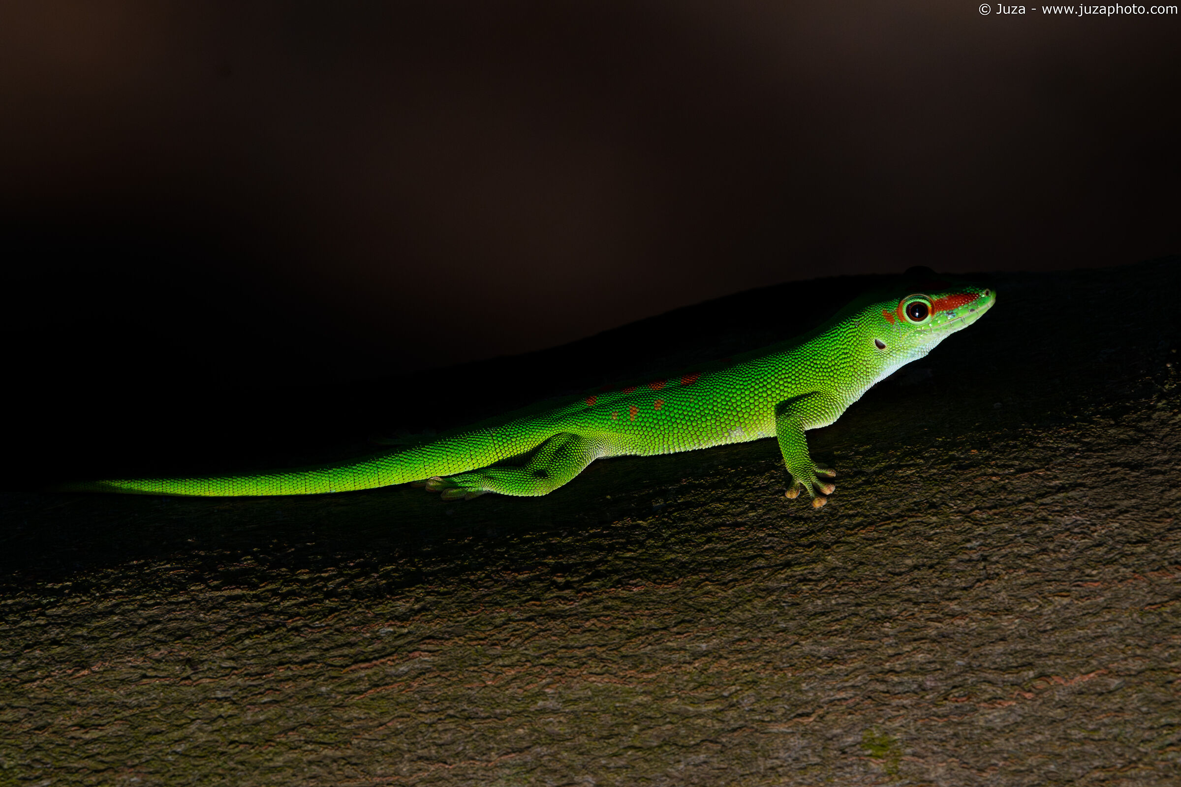 Madagascar giant day gecko (Phelsuma grandis)
