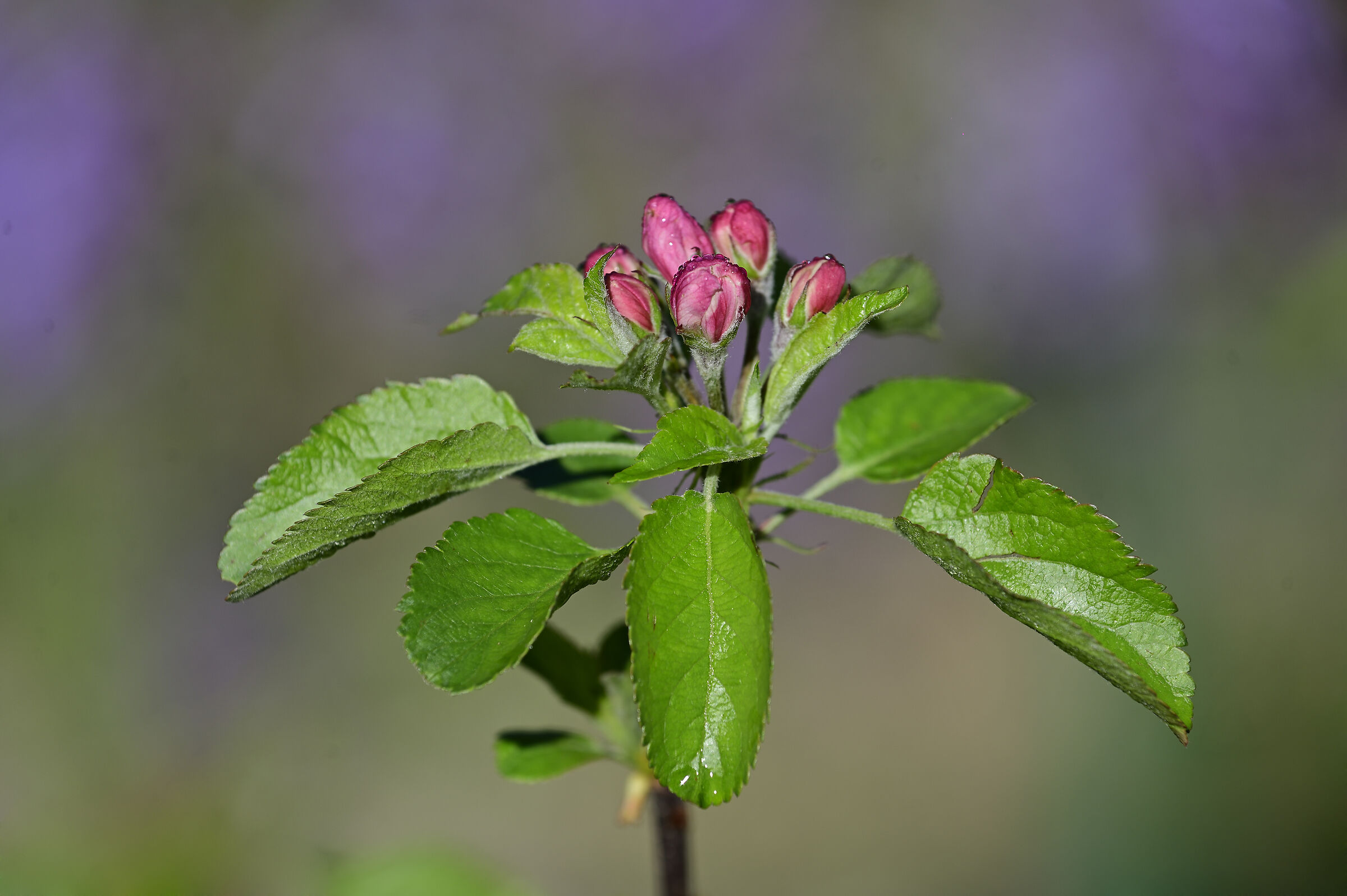 The apple tree in bloom