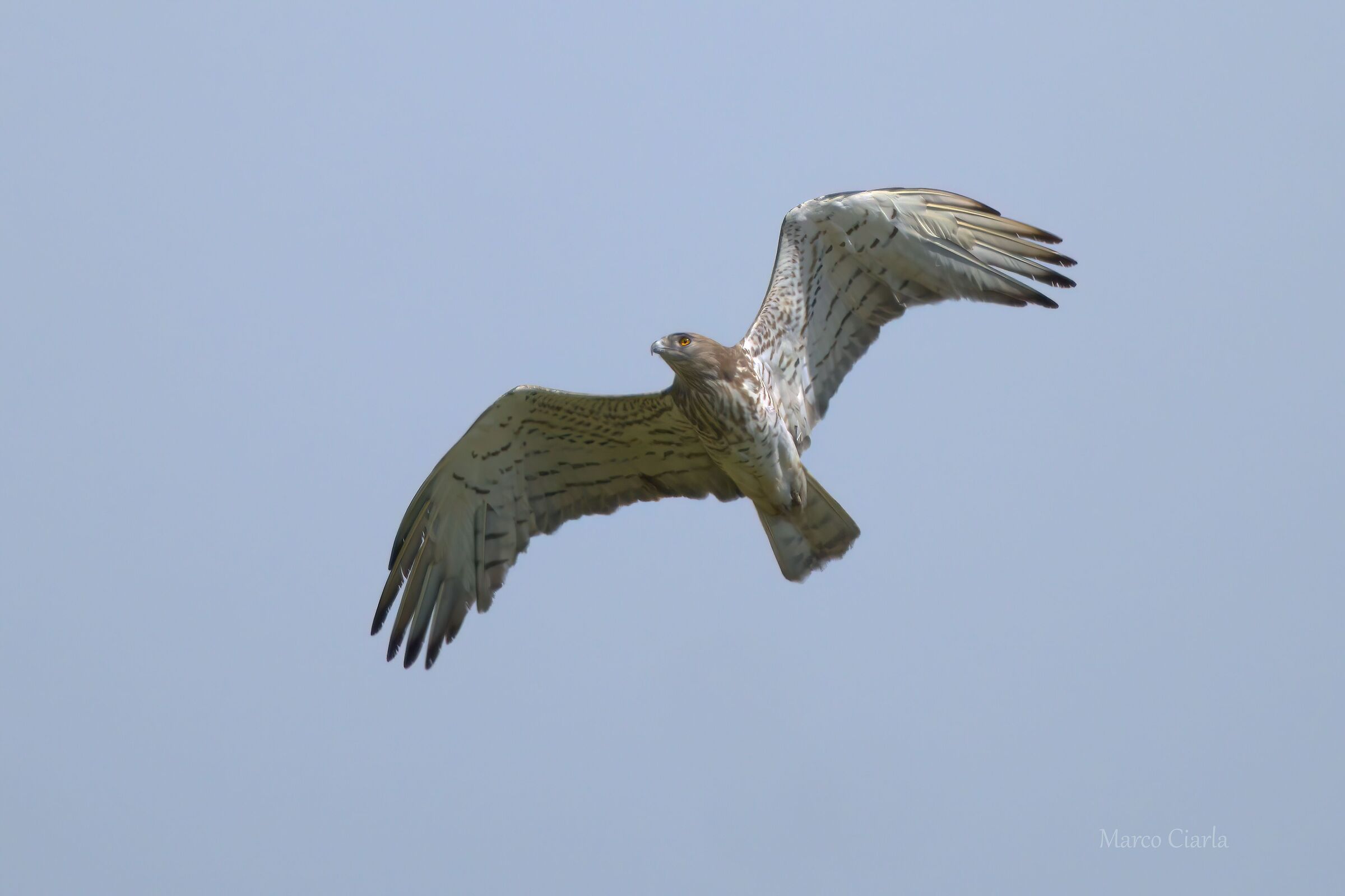 Short-toed Eagle (Circaetus gallicus)