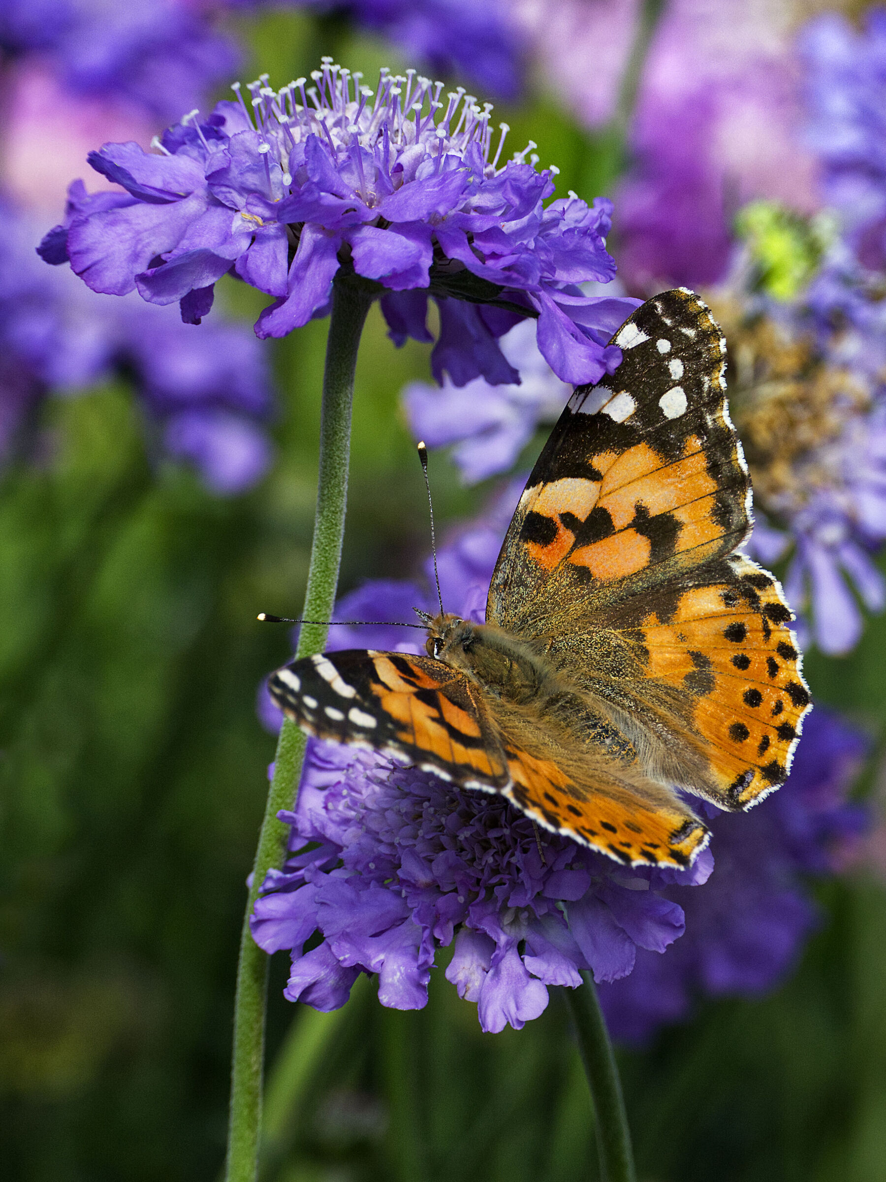 Spring has blossomed!