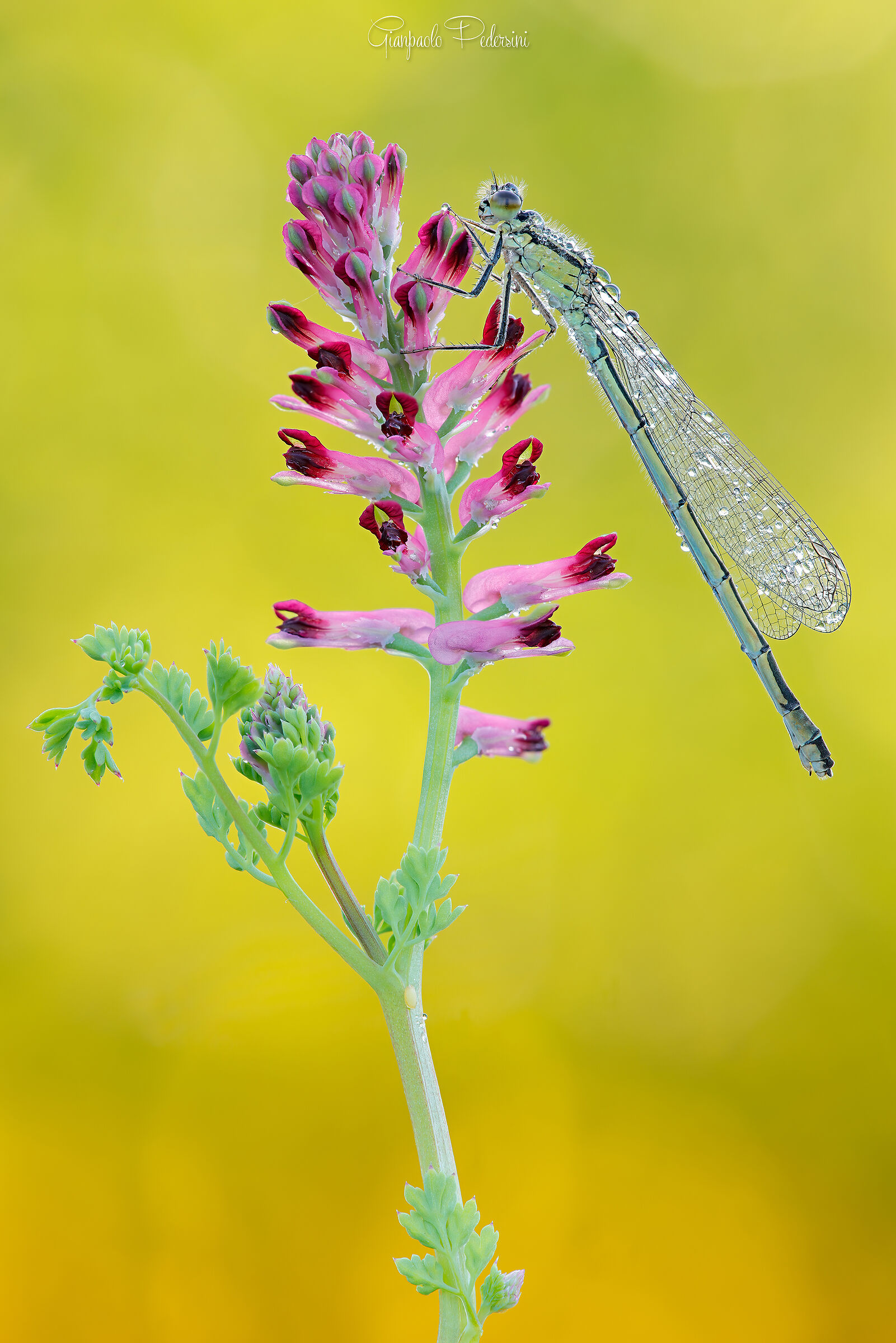 La bellezza della natura