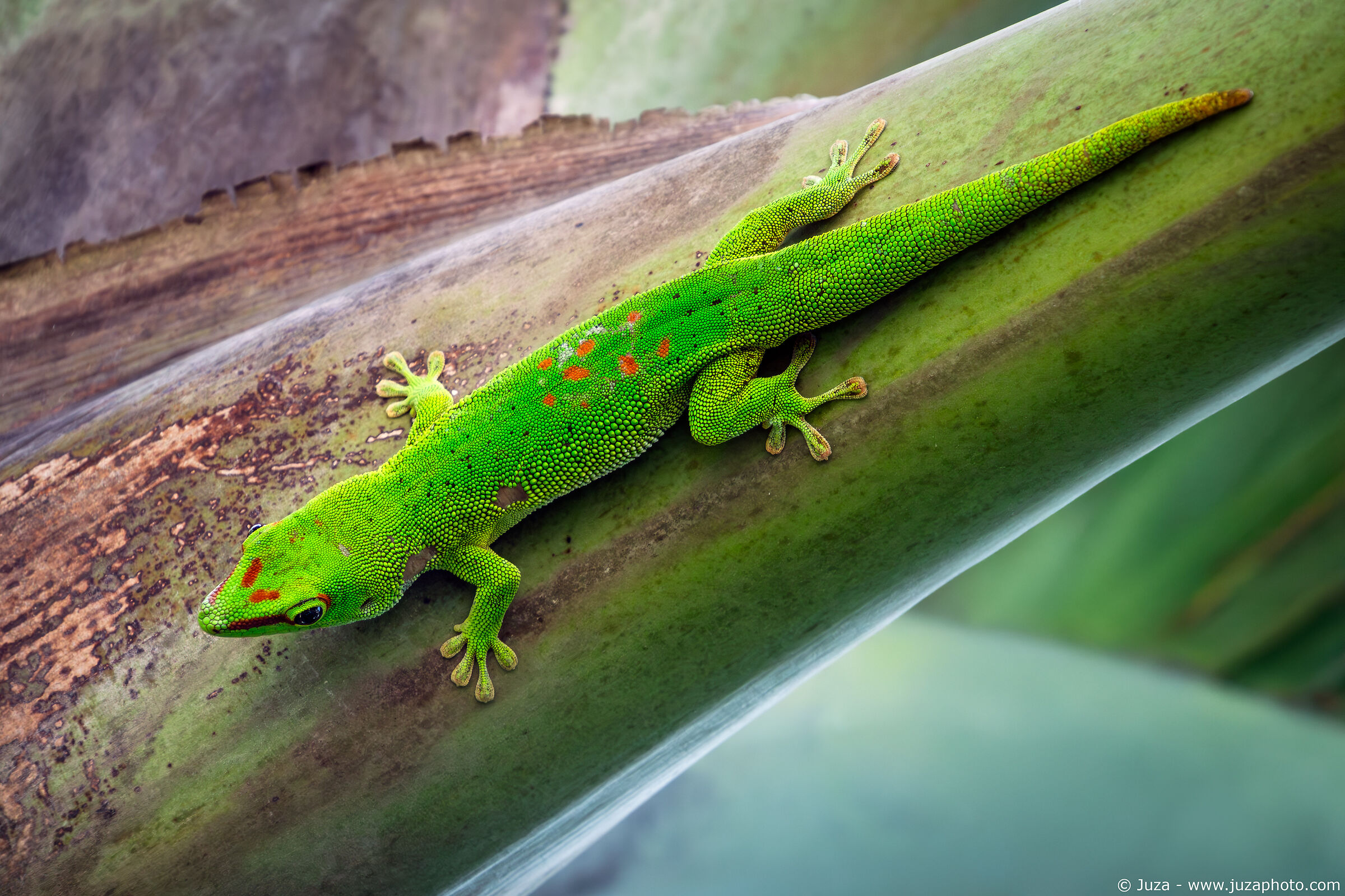 Gecko with Sigma 16-300
