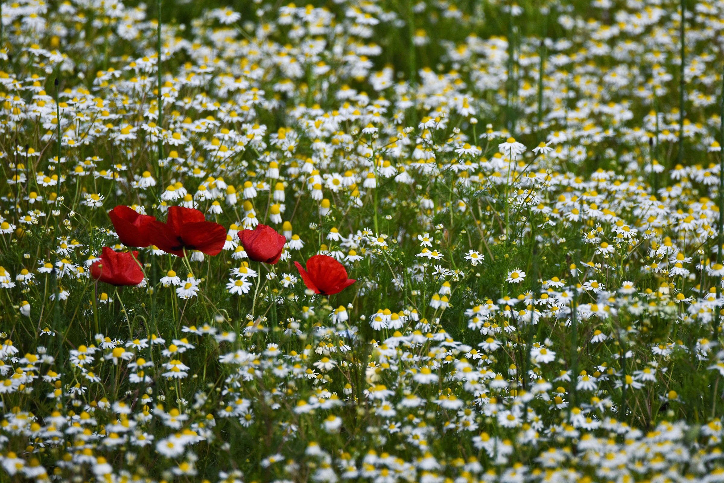 Quel bianco punteggiato di rosso