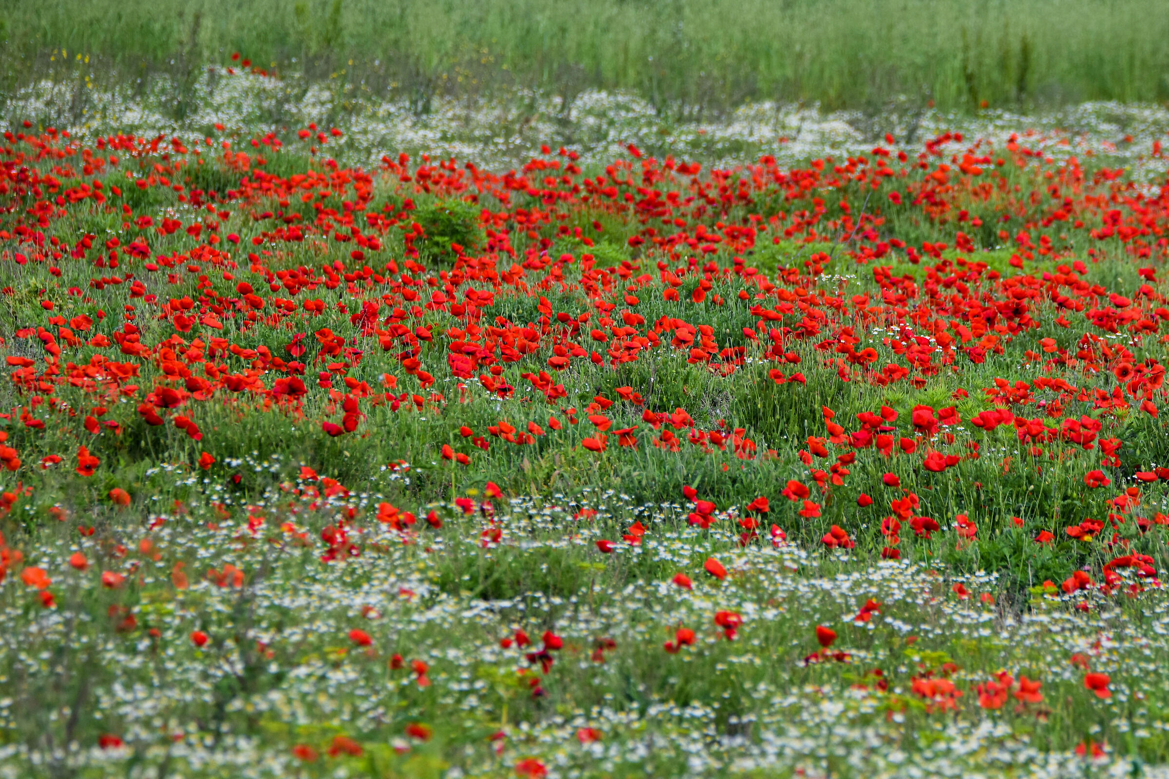 Papaveri e margherite