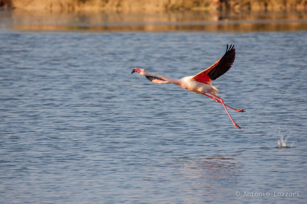 Flamingo takeoff