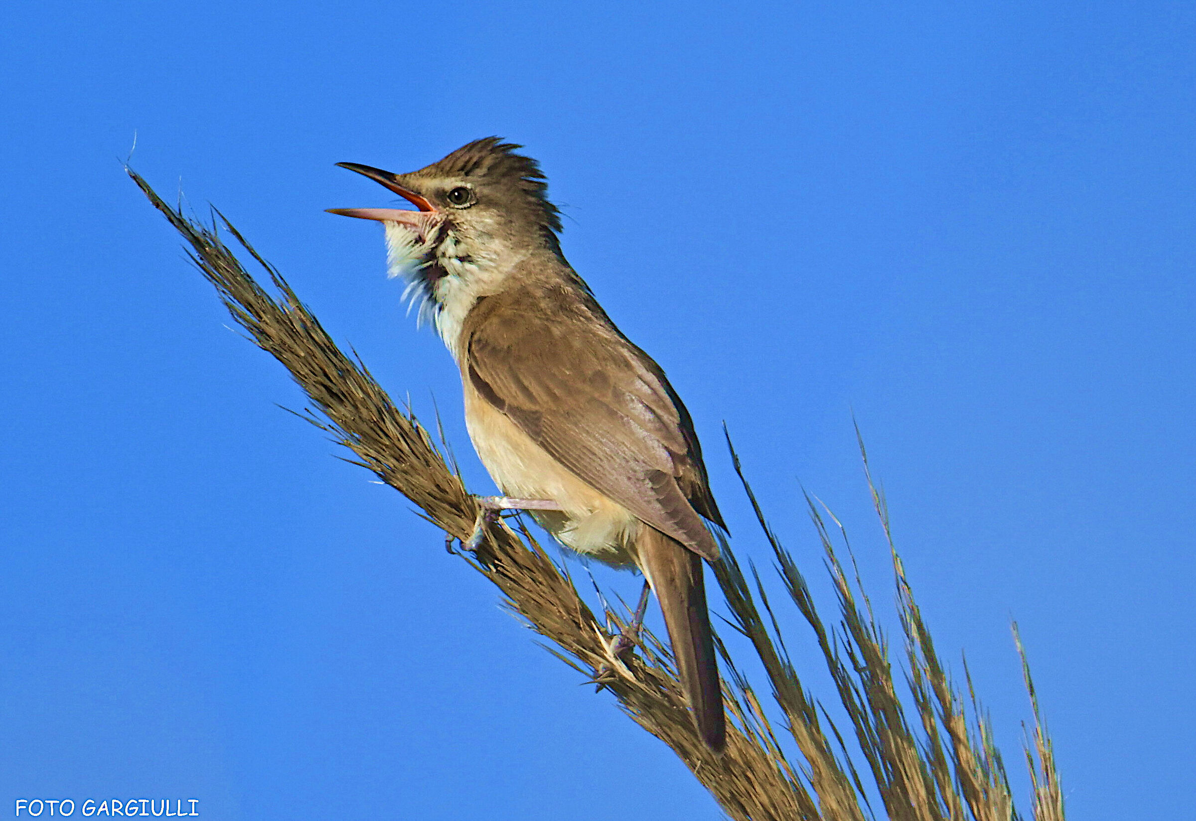 Male Reed Warbler