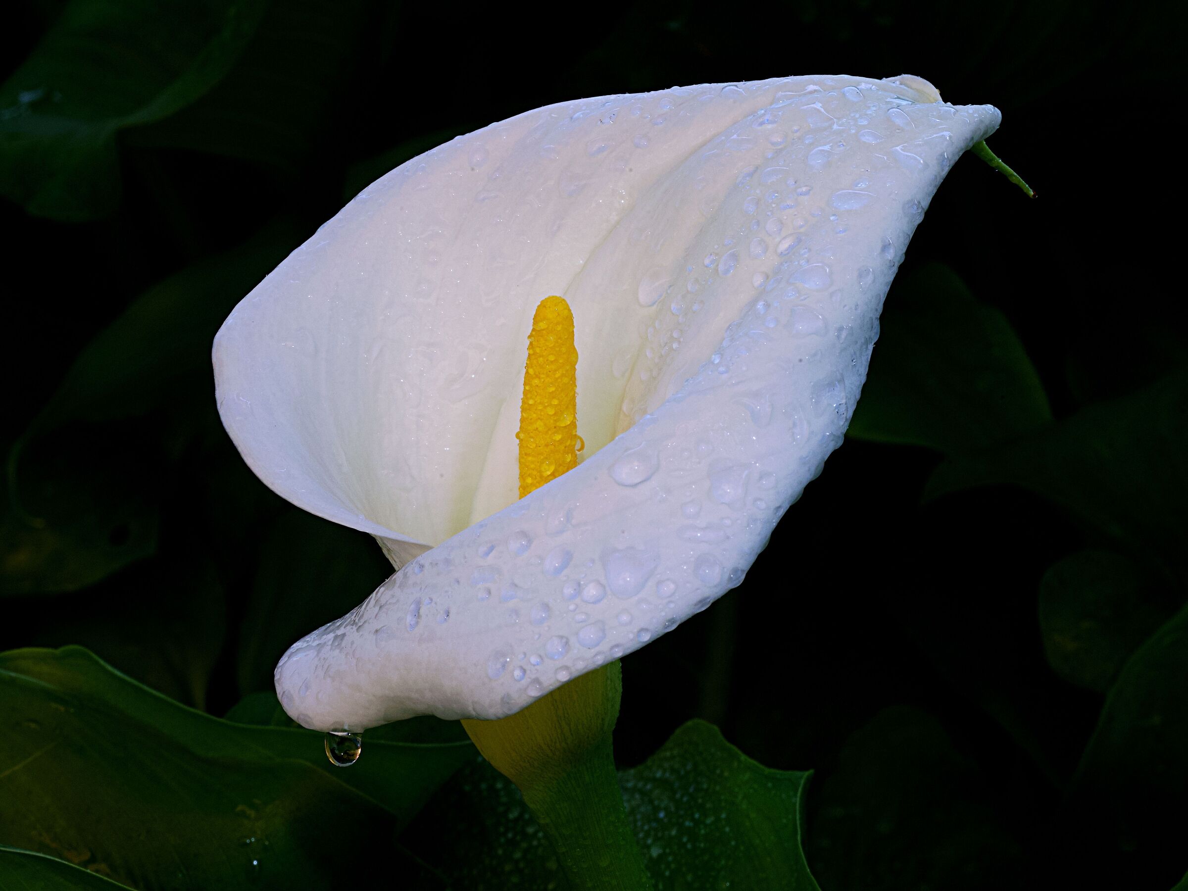 Goccia su calla