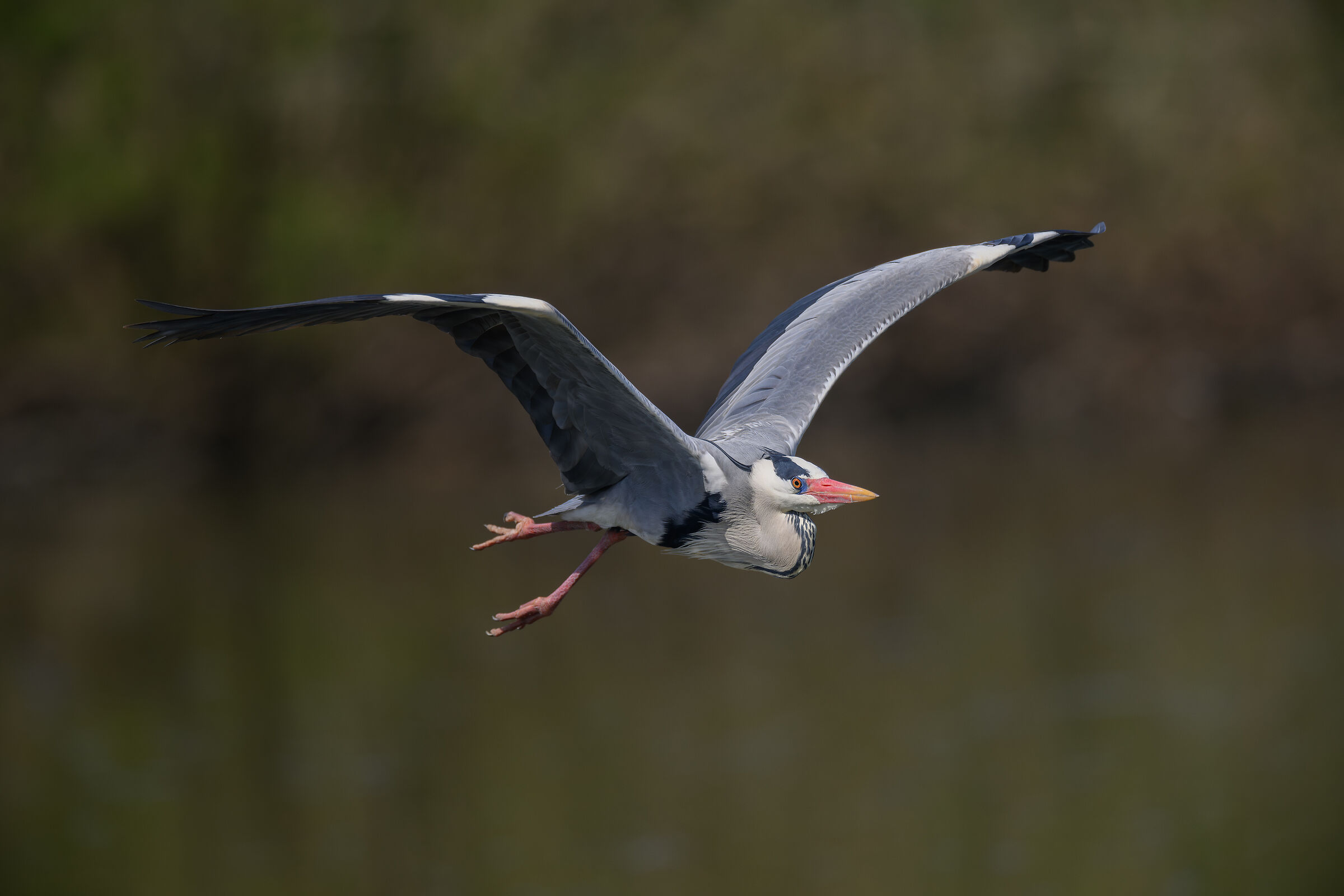 Heron in flight and in the breeding season