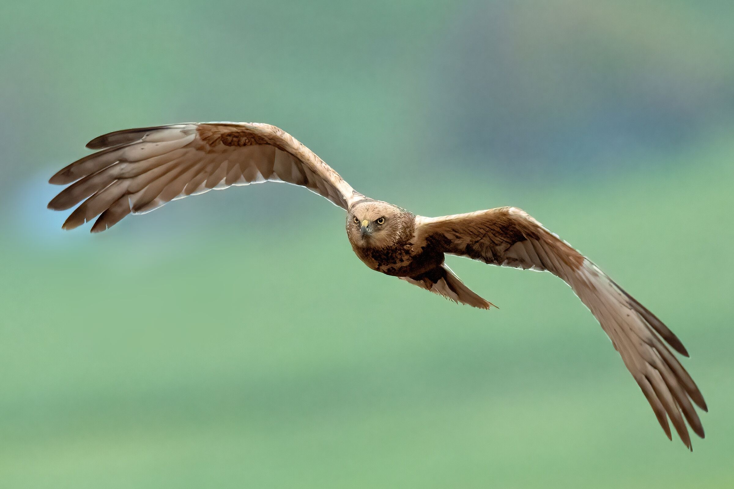 Marsh Harrier (Circus aeruginosus)