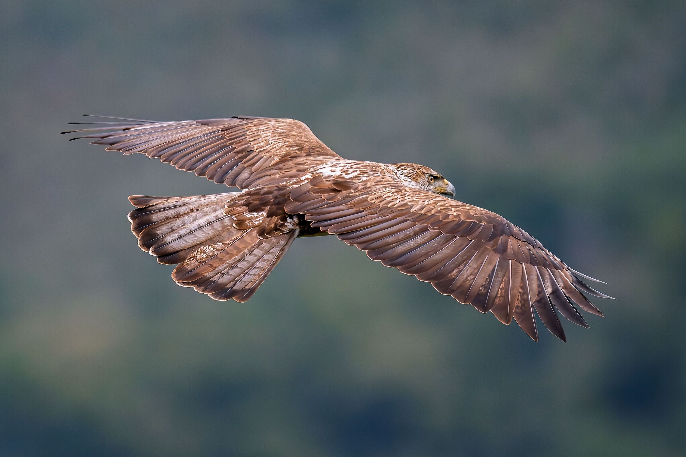 Bonelli's eagle in flight