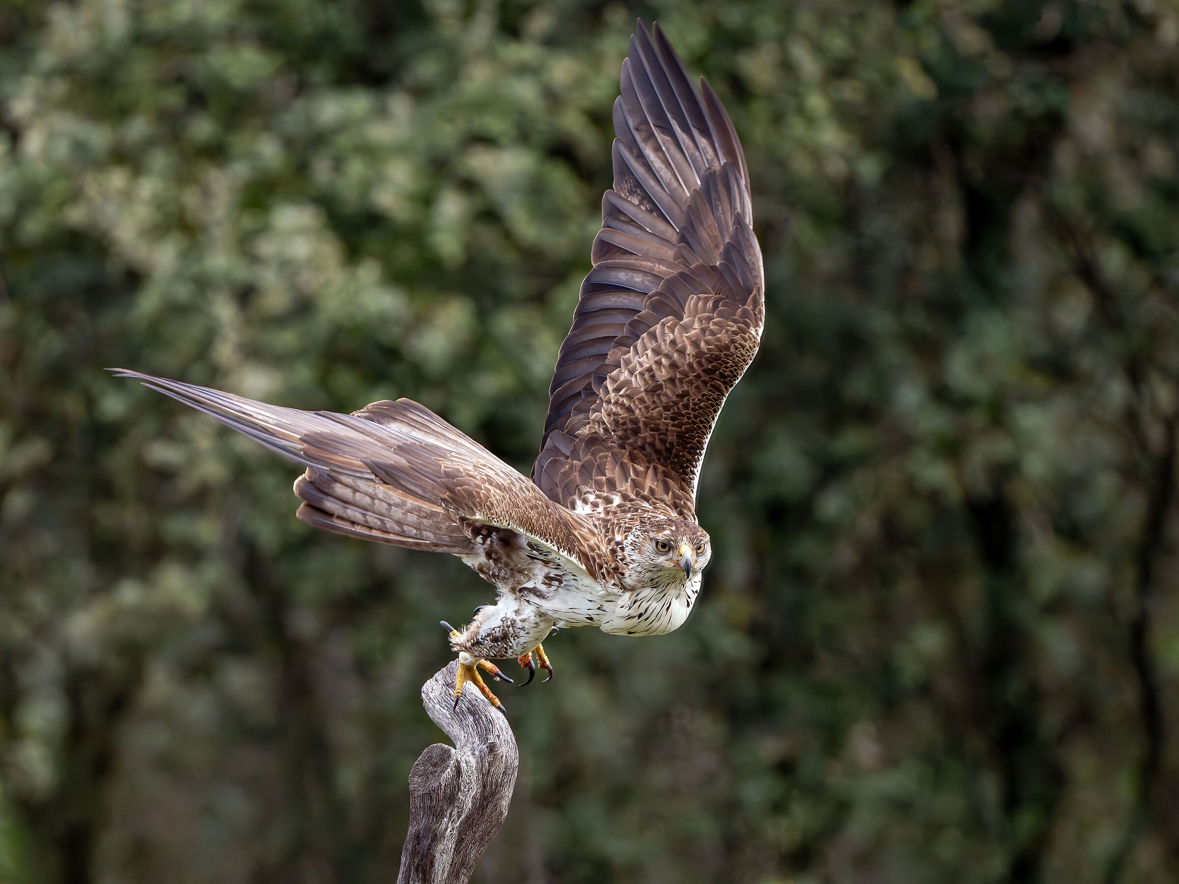 Bonelli's detachment