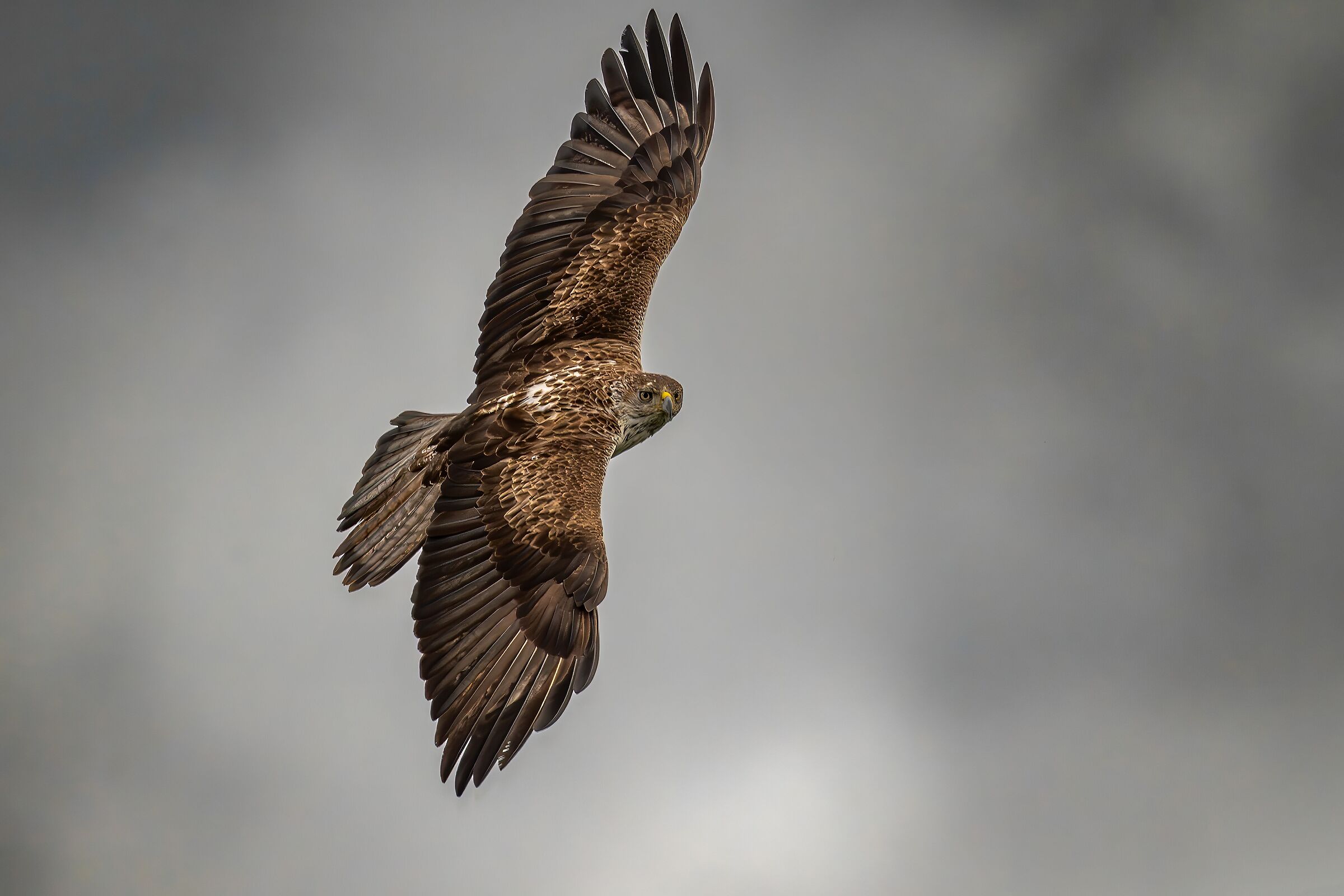 Bonelli's eagle in flight