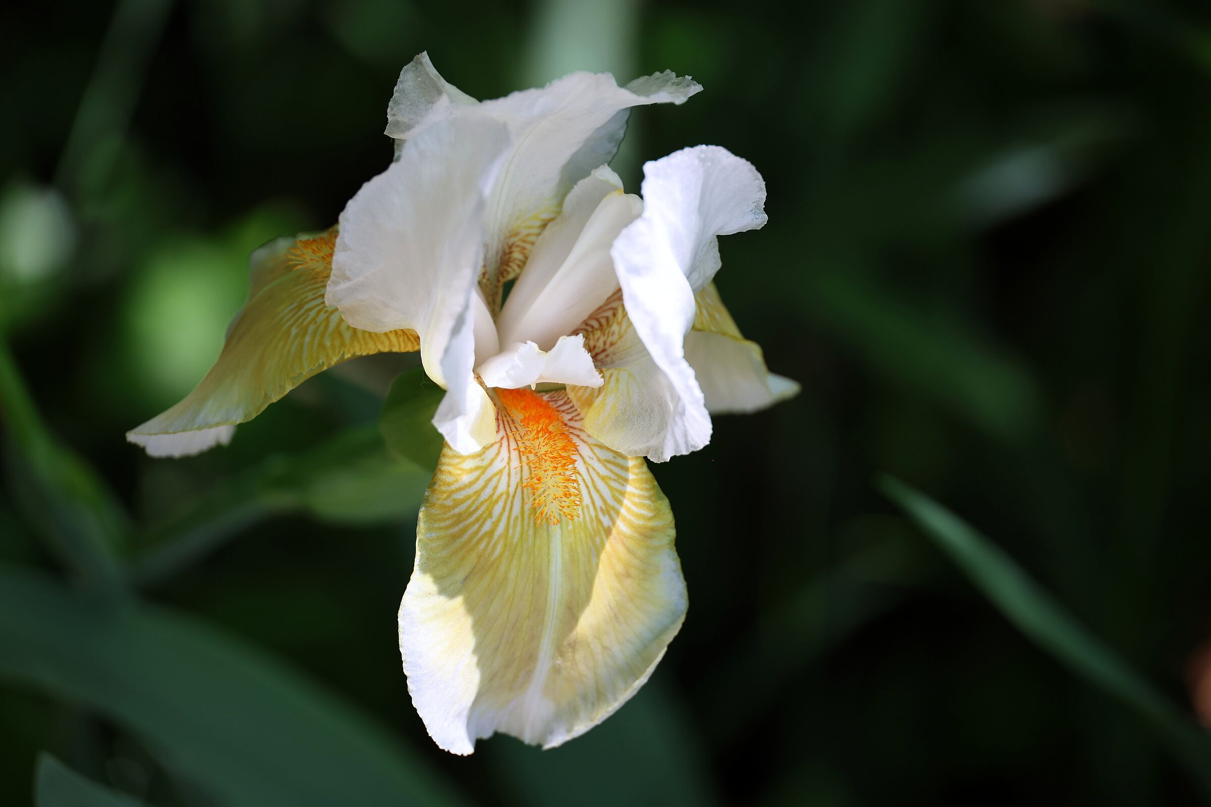 Iris Germanica