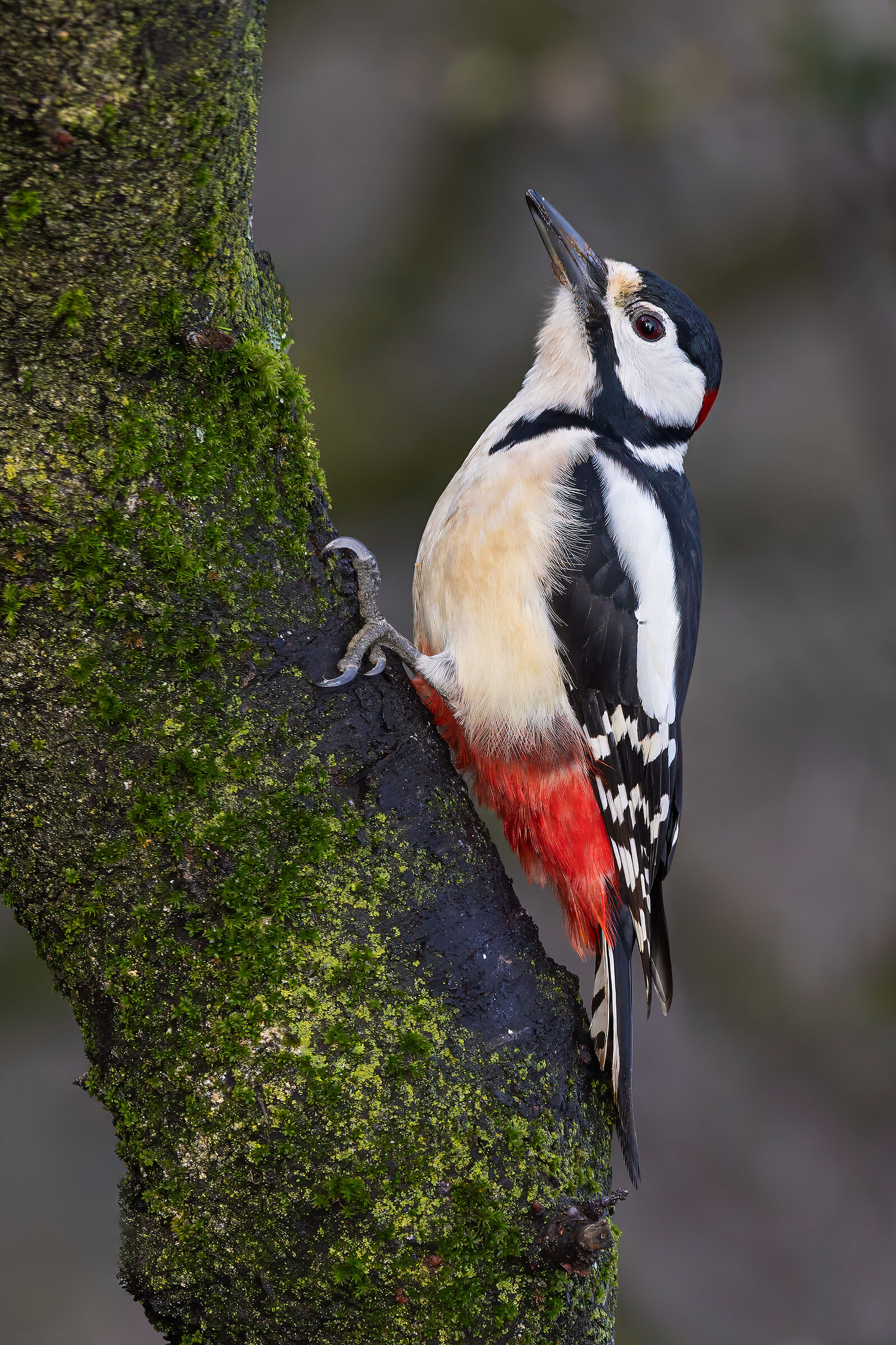 Spotted woodpecker