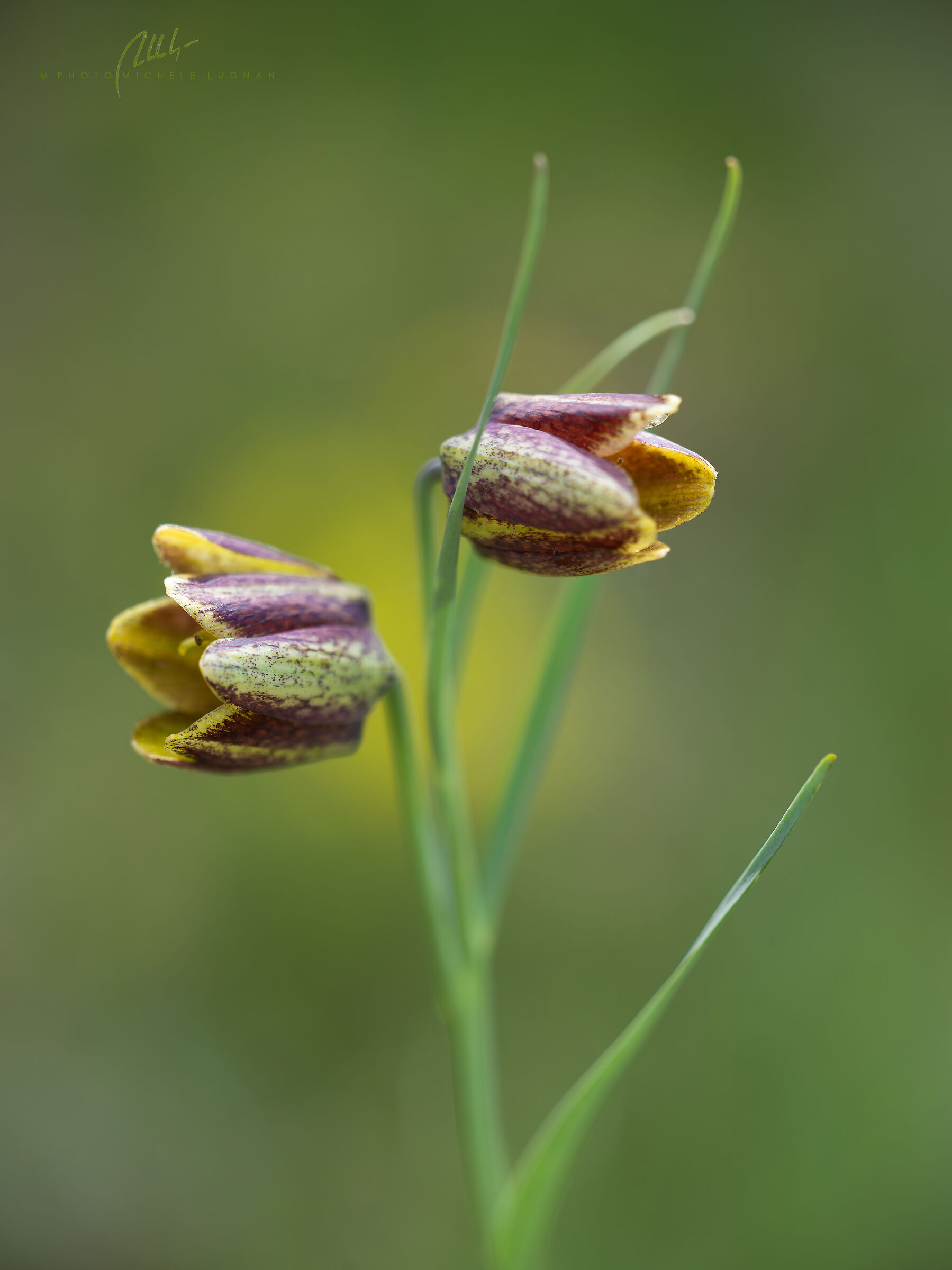 Mountain Fritillary