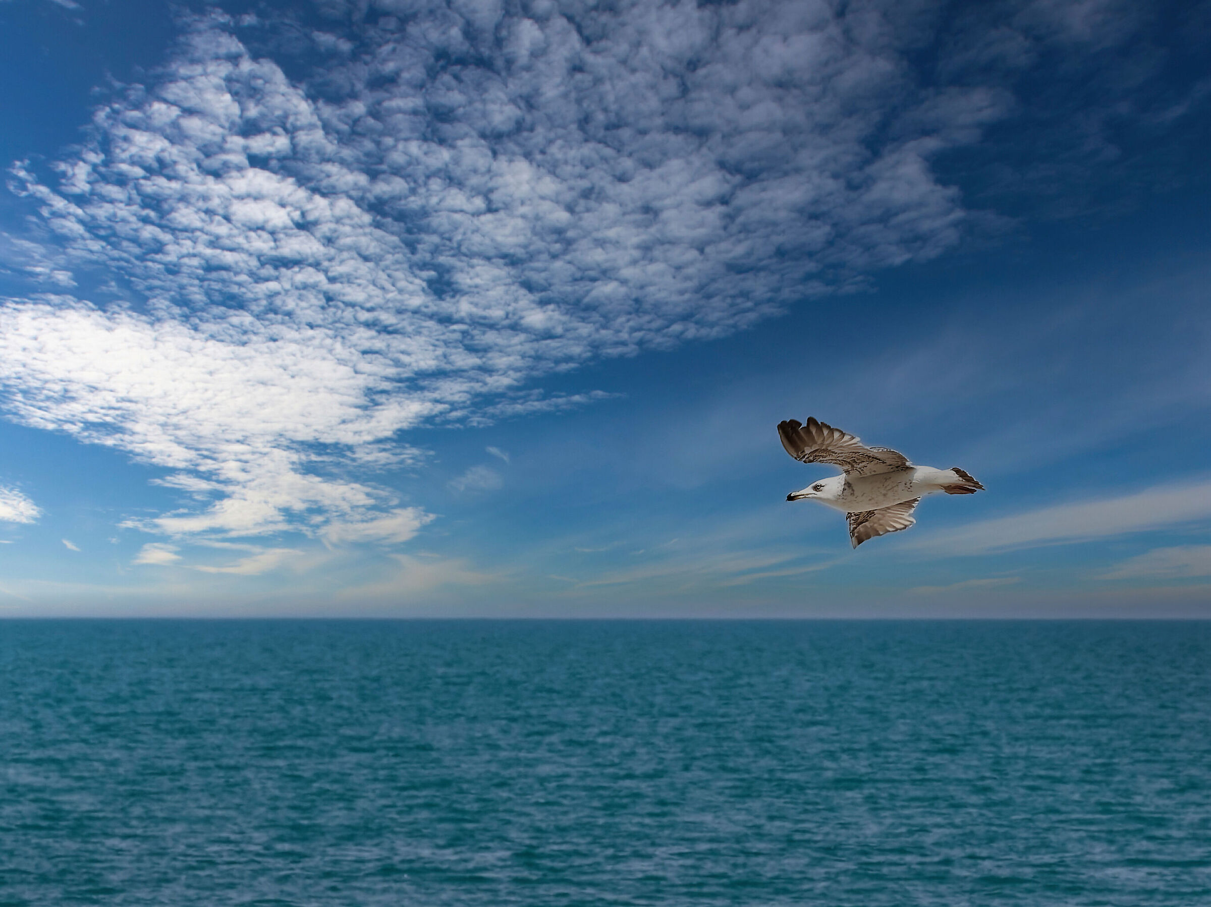 Seagull flying over the beach of Fossacesia