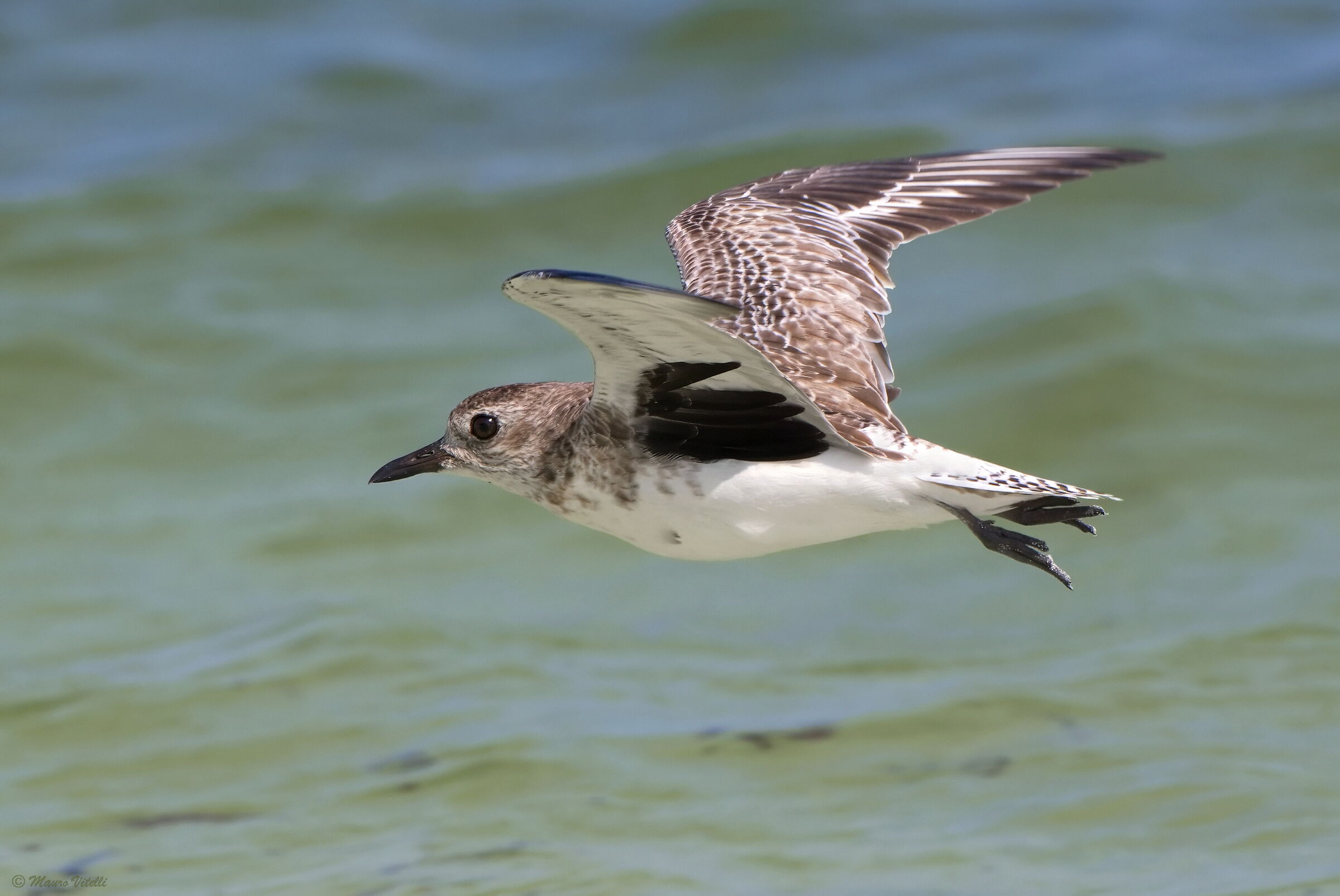 Plover (Pluvialis squatarola)