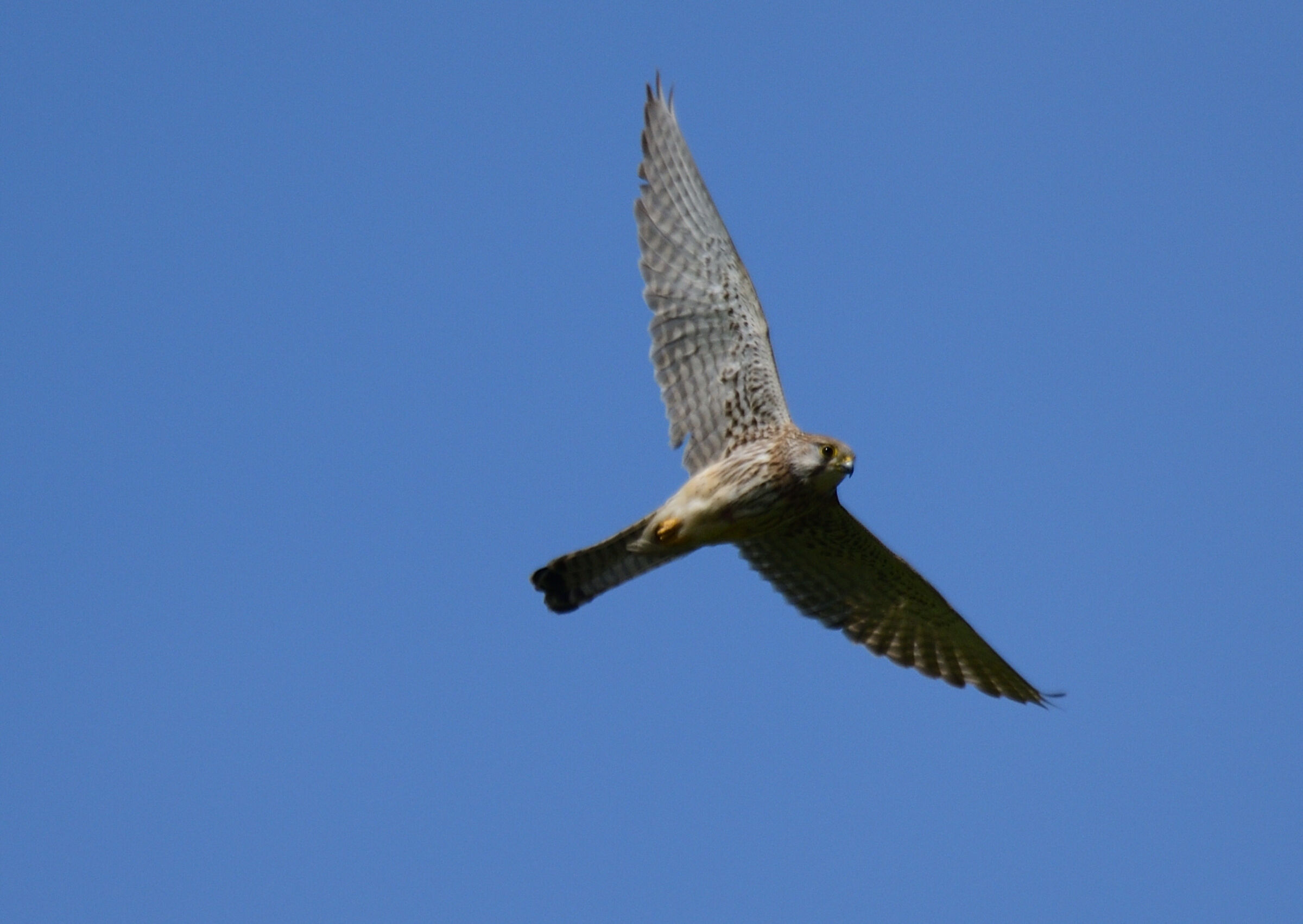 Gheppio femmina (Falco tinnunculus)