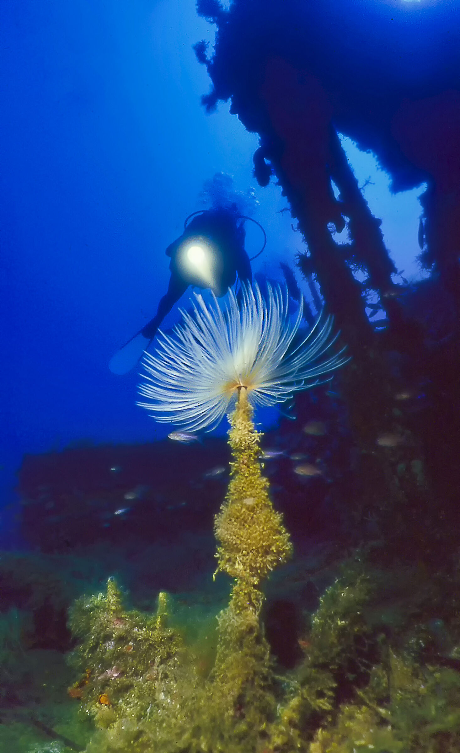 Lo spirografo e il relitto