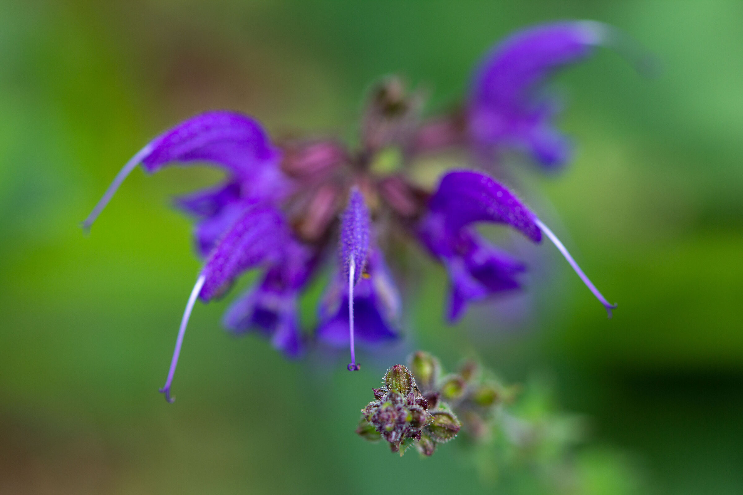 Sage...