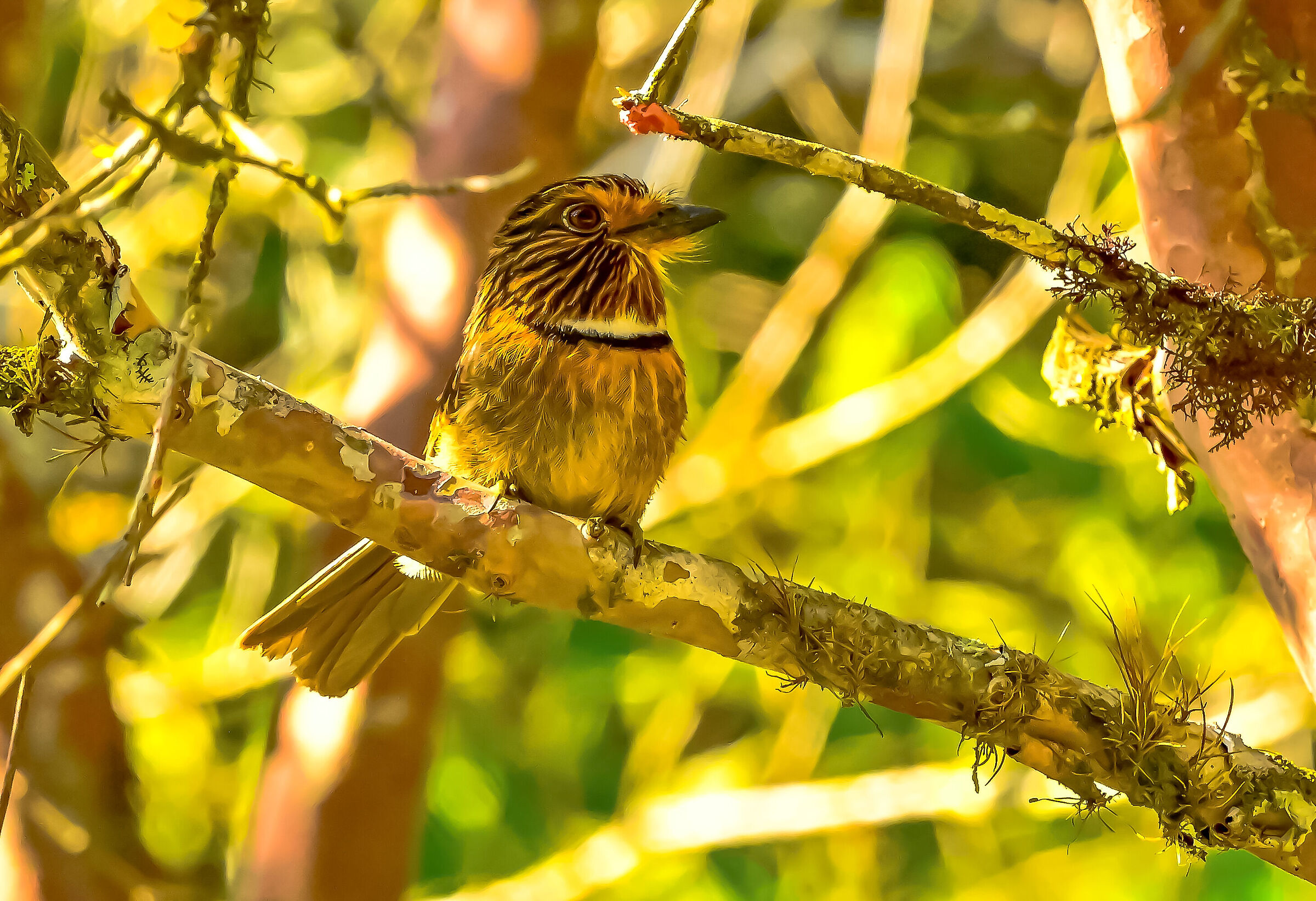 The semi-moon down jacket