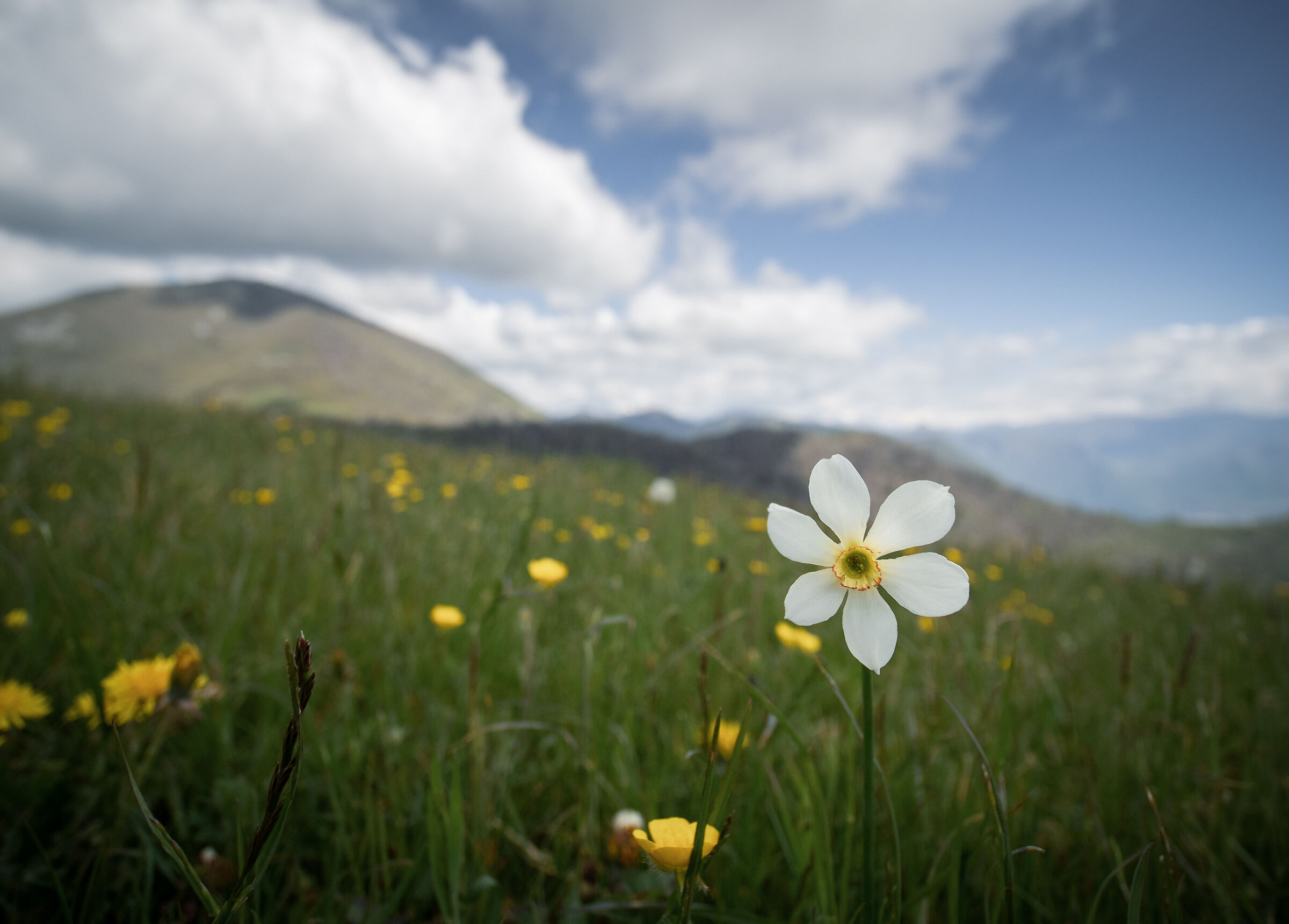 I protagonisti della primavera