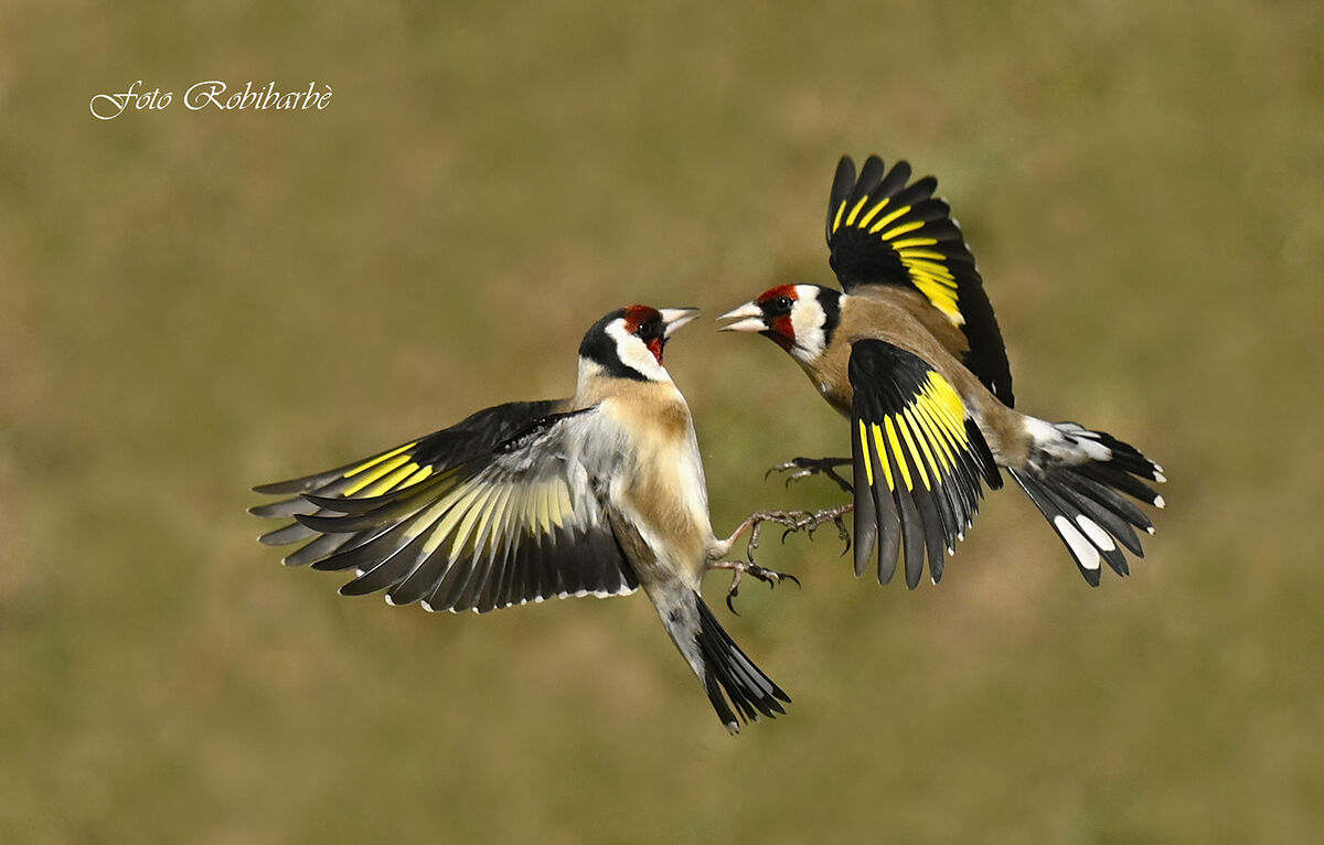 Goldfinches fighting...