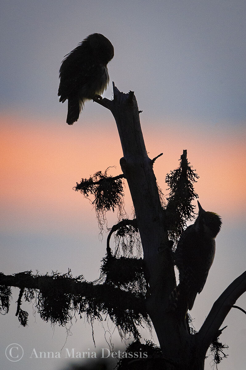 Dwarf Owl and Three-toed Woodpecker