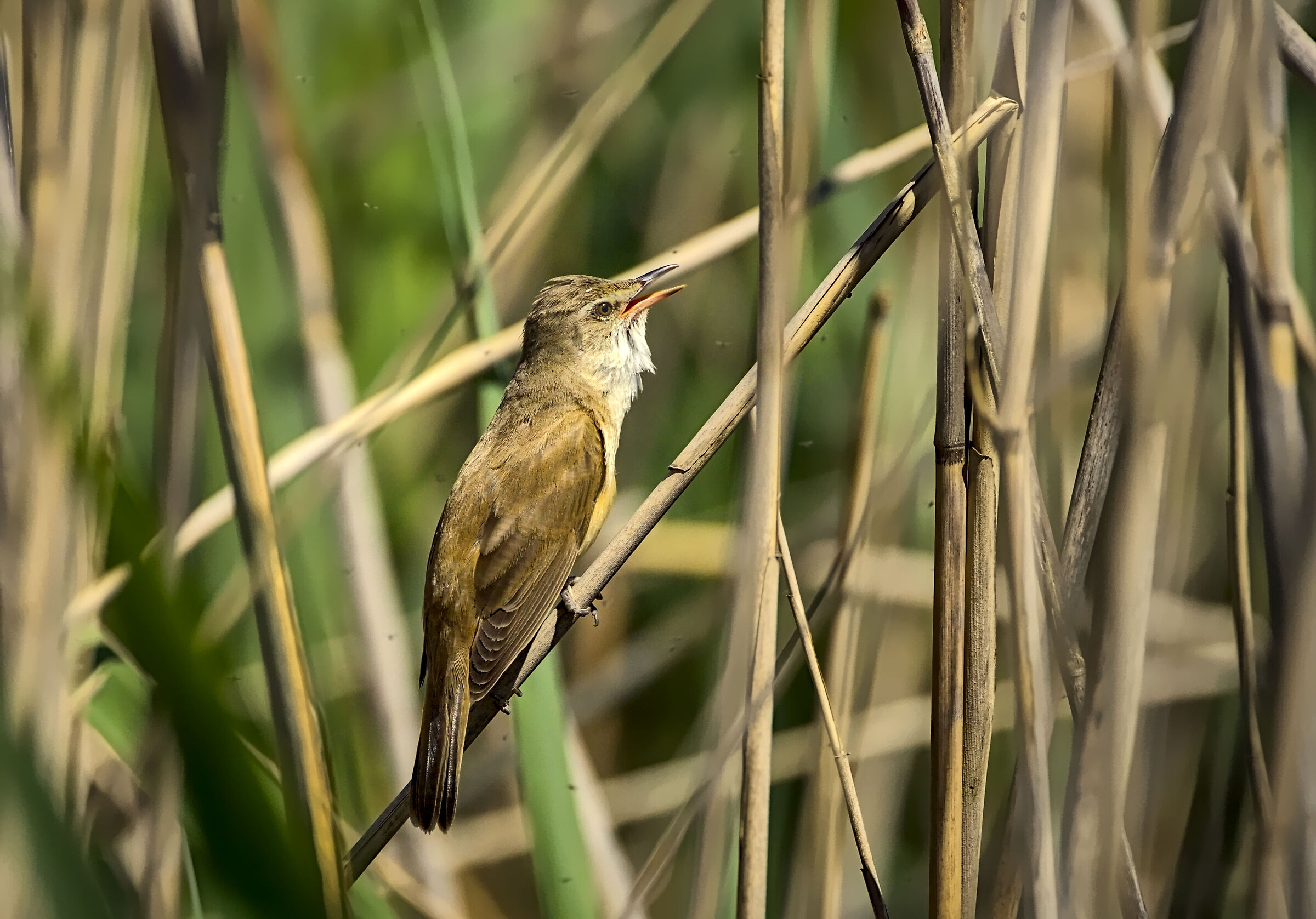 Great reed warbler