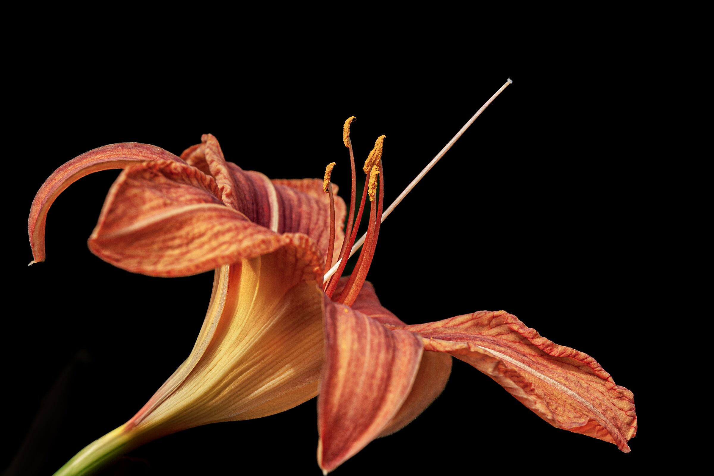 Wild lily