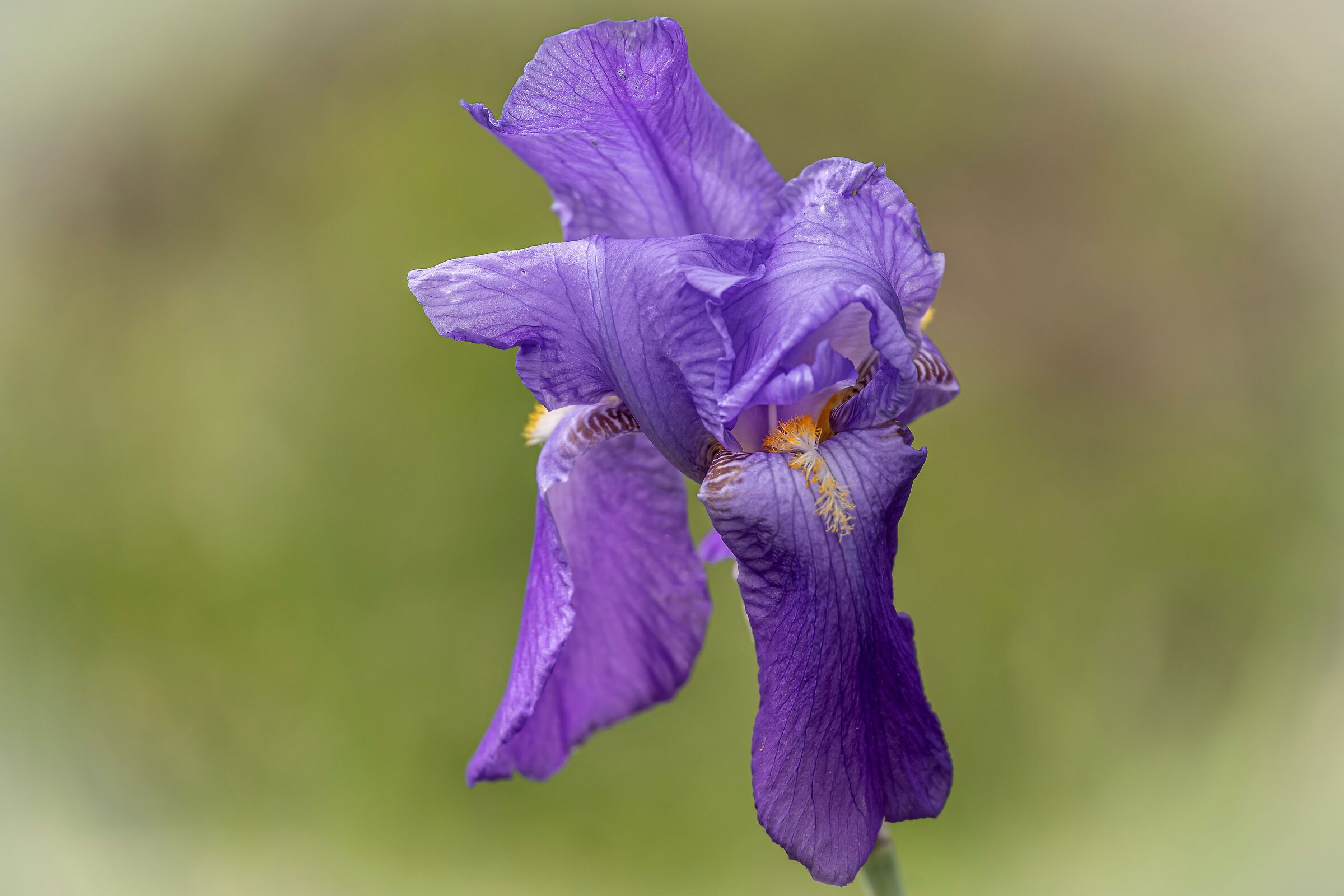 Iris blu