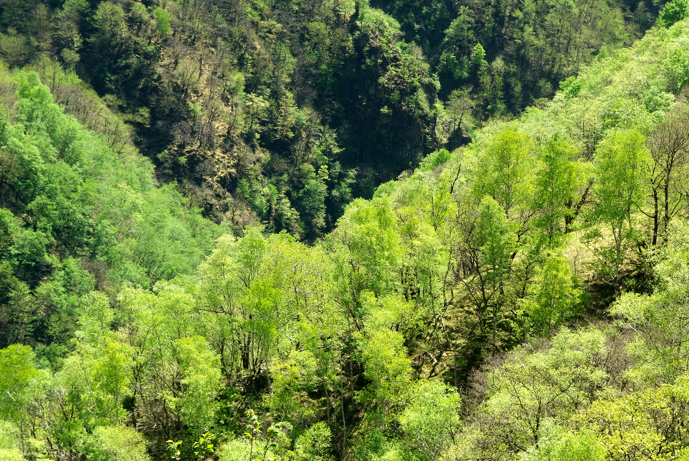 GREEN IS COMING BACK 1