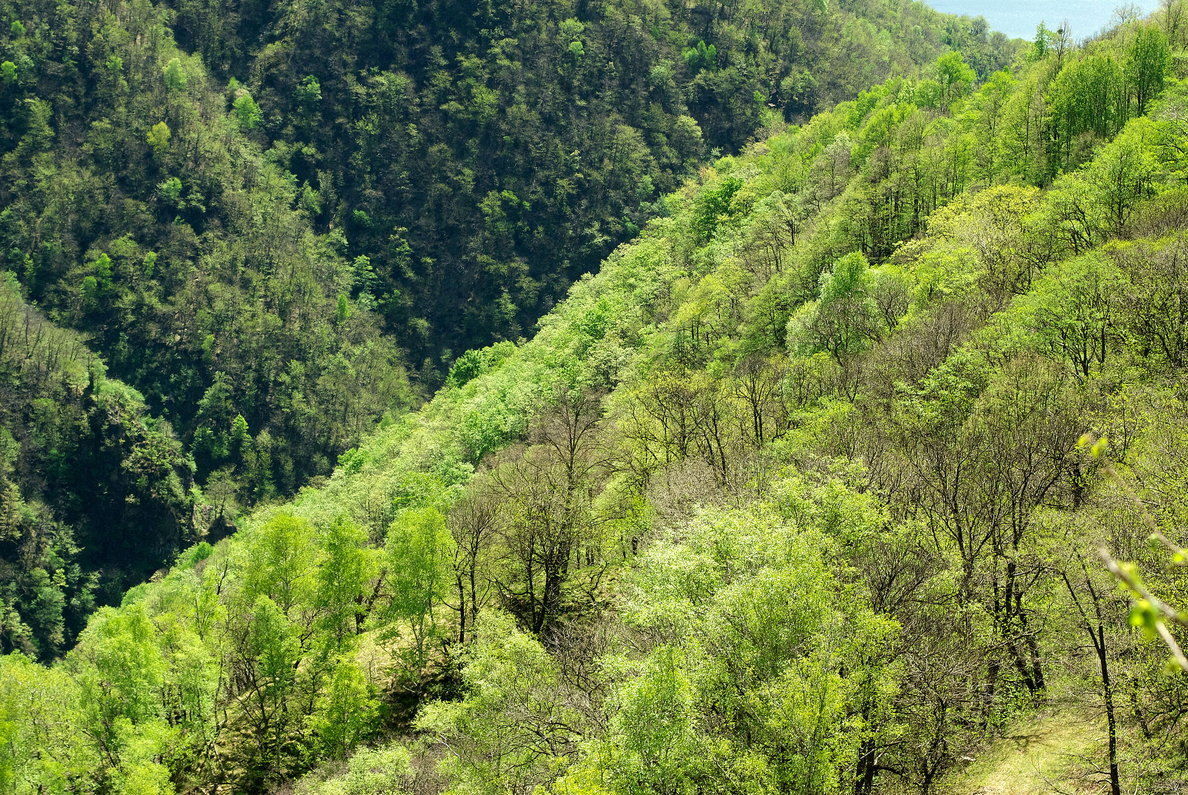 GREEN IS COMING BACK 2