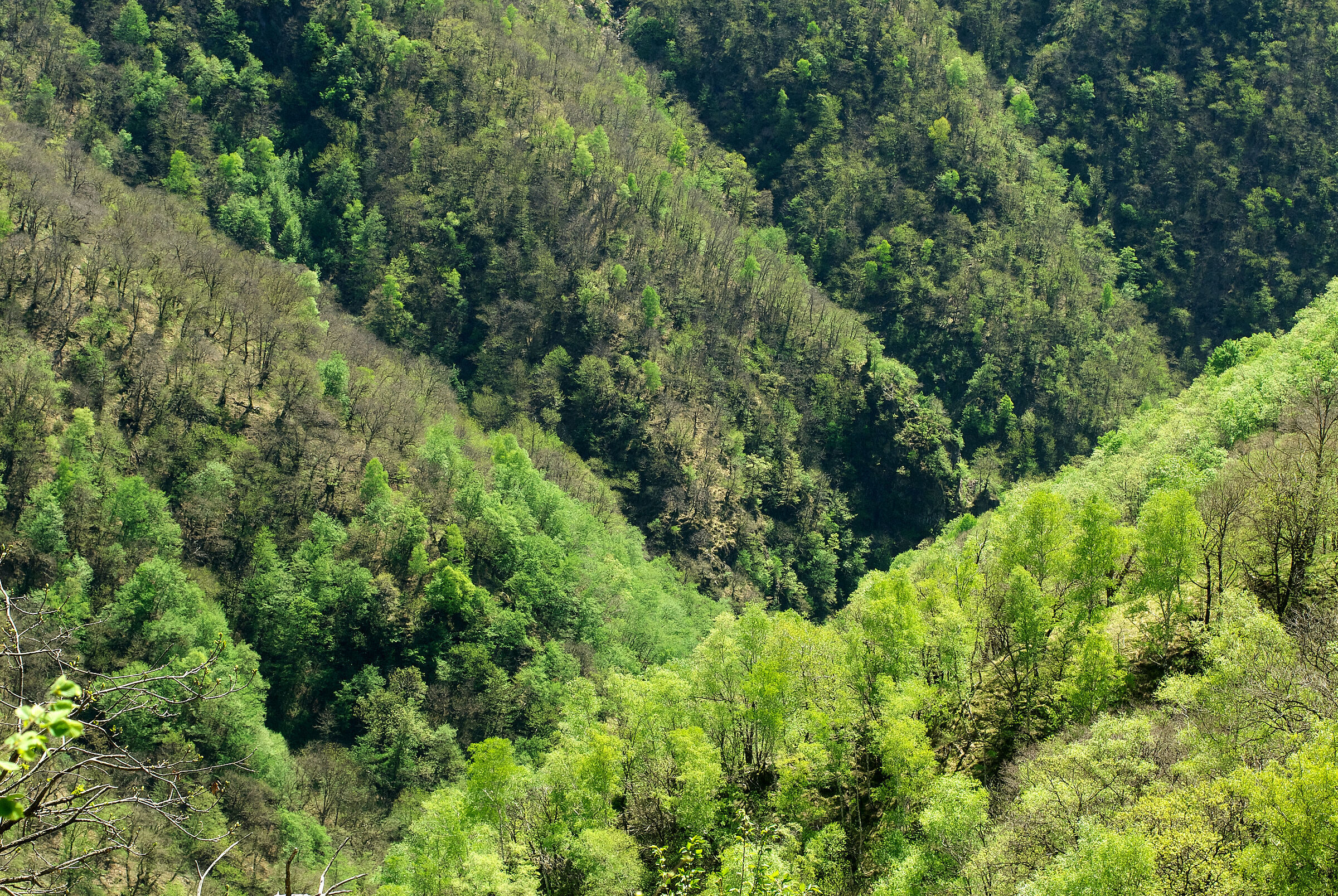 GREEN IS COMING BACK 3