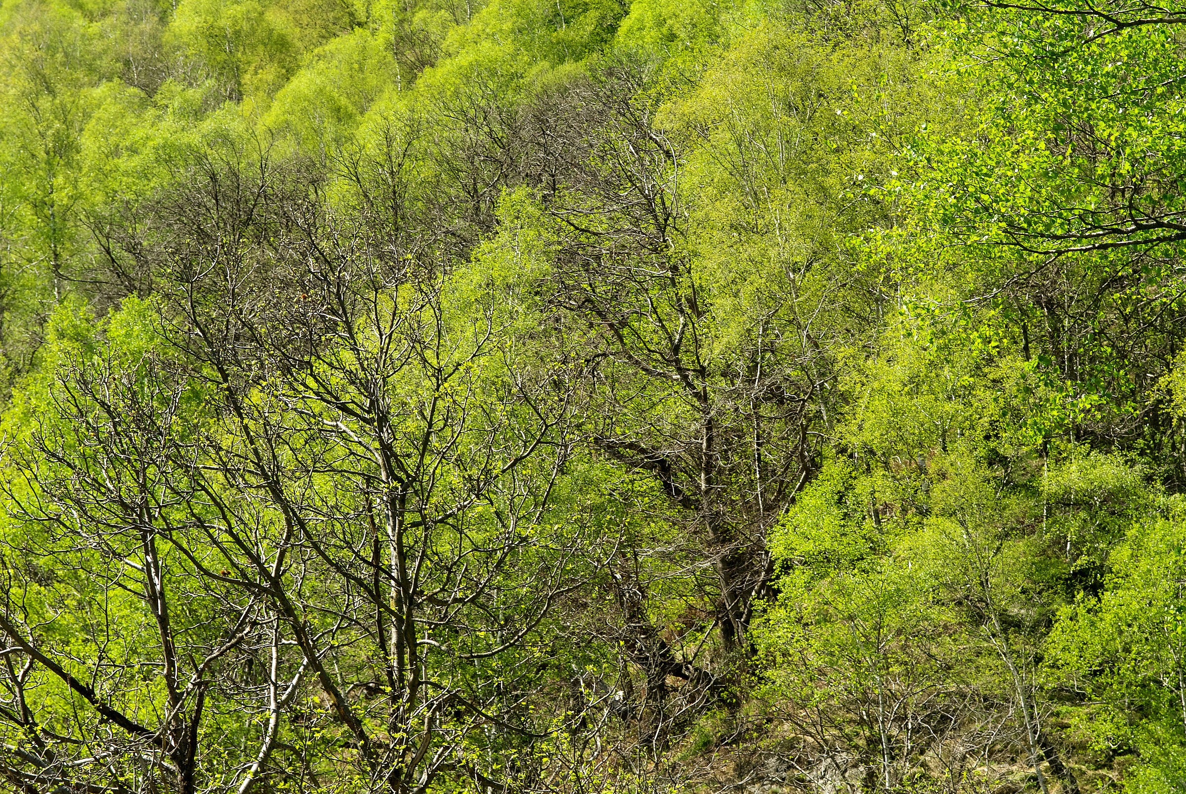 GREEN IS COMING BACK 5