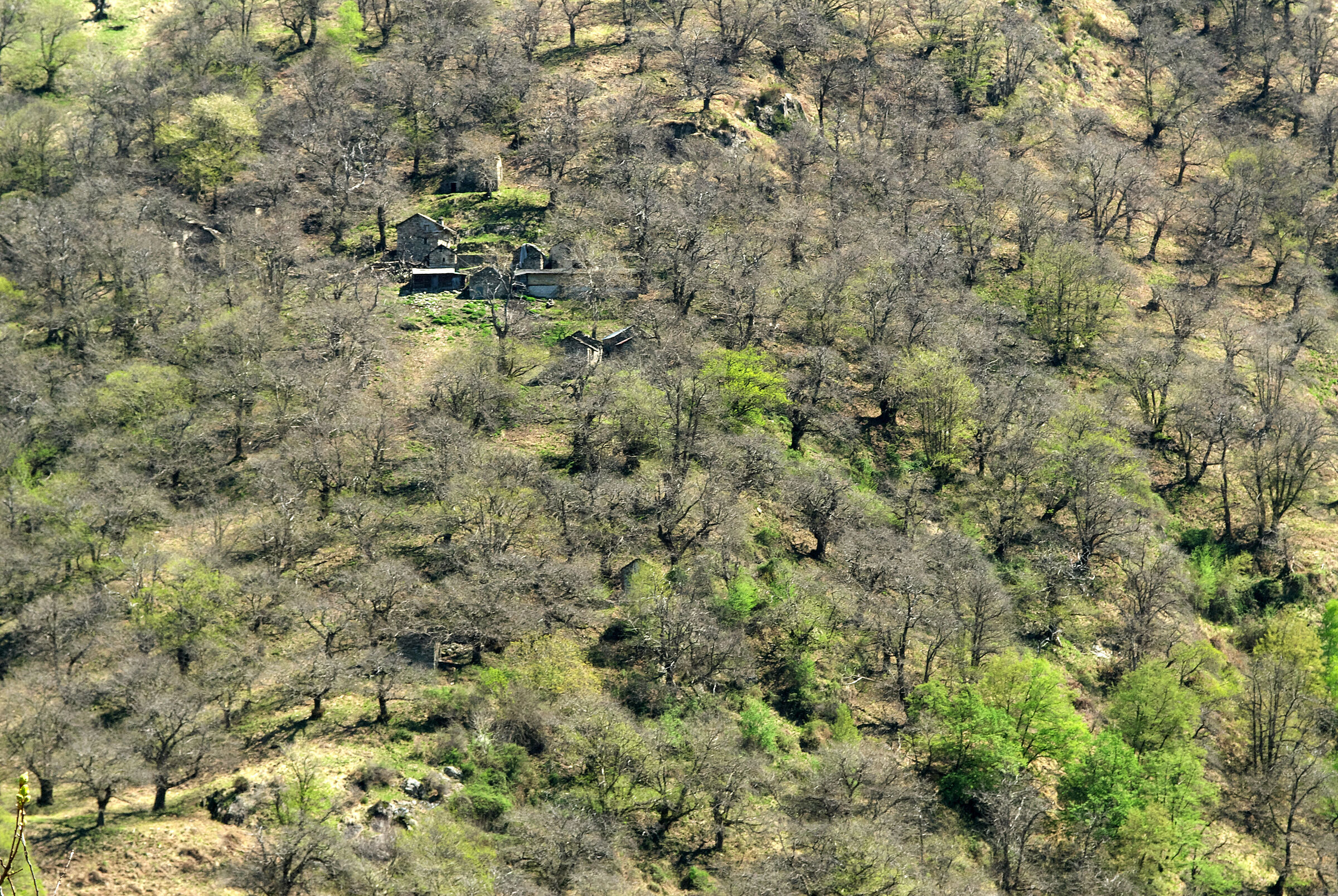 GREEN IS COMING BACK 6