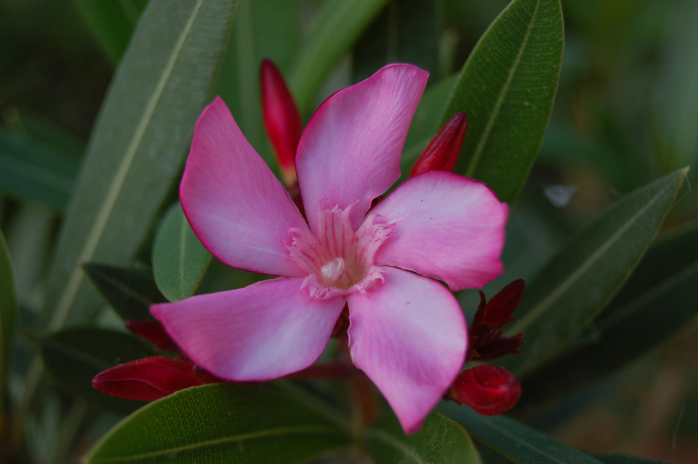 Oleander flower