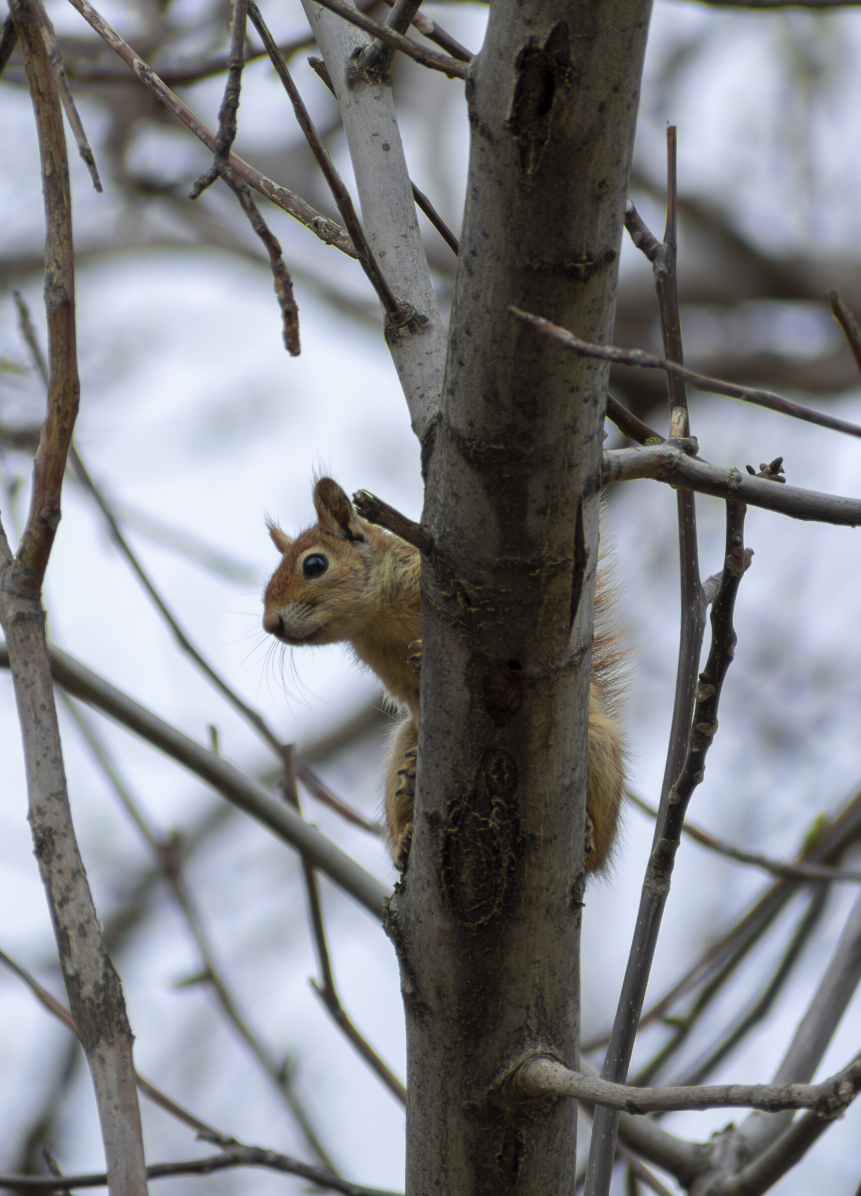 squirrel