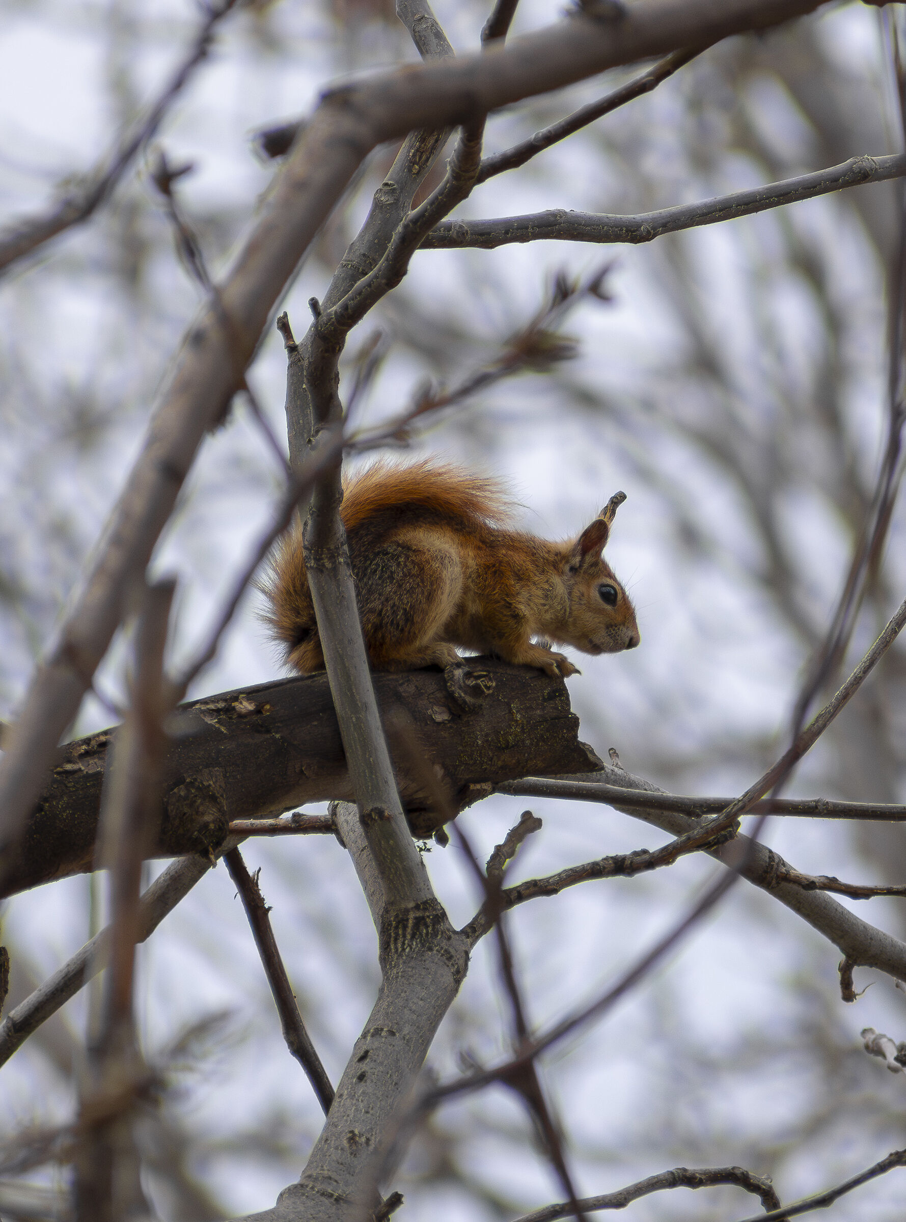 squirrel