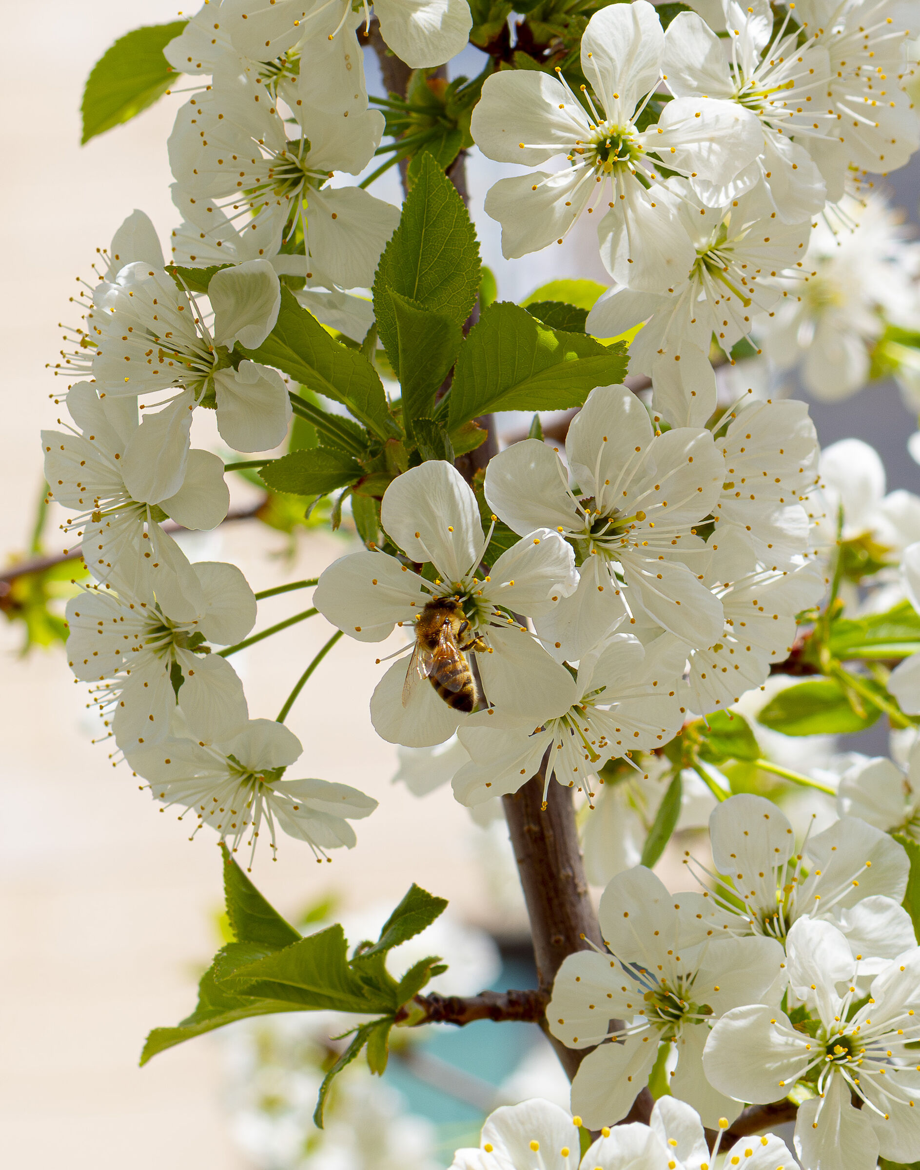 spring