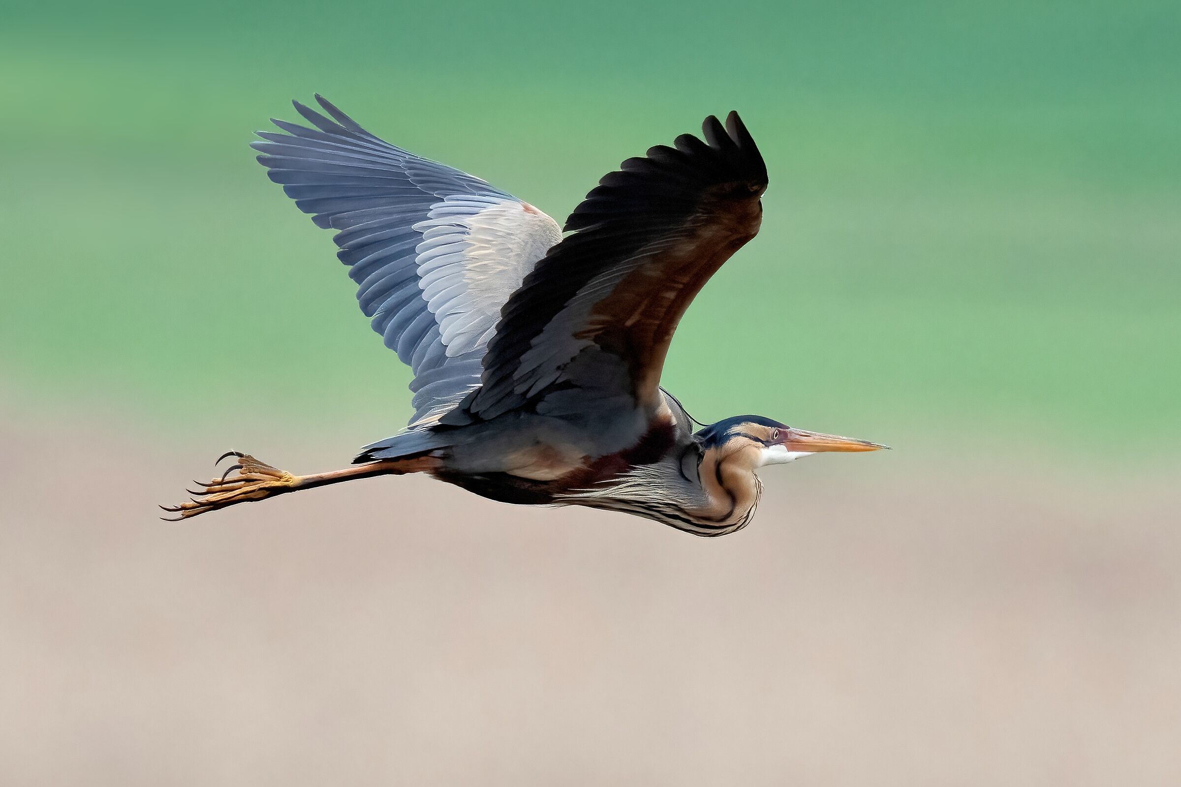 Purple heron (Ardea purpurea)